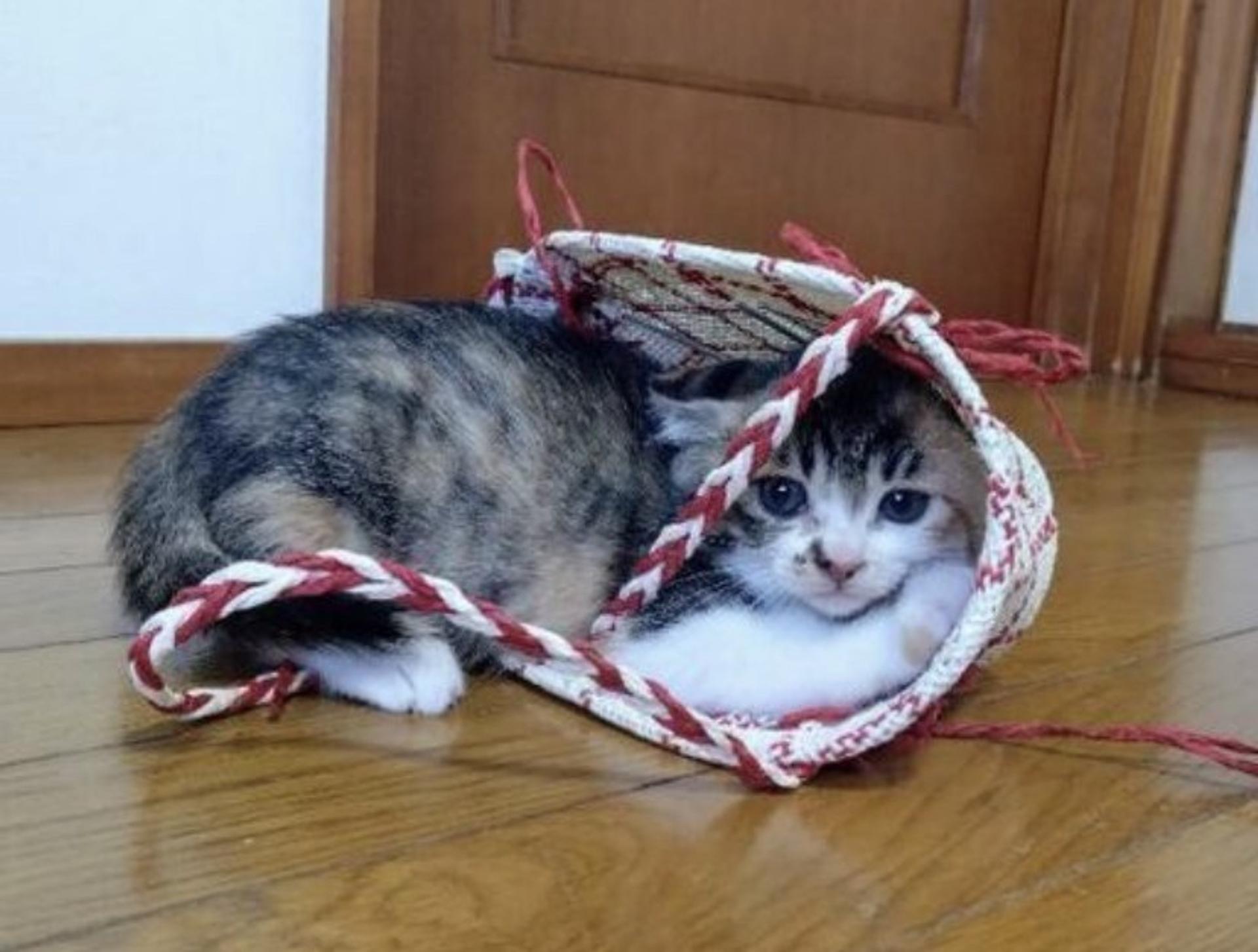 pet-image-5