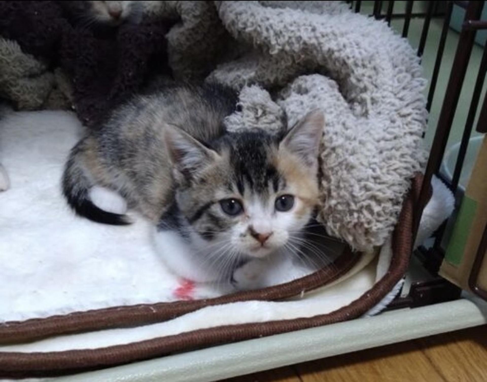 pet-image-4
