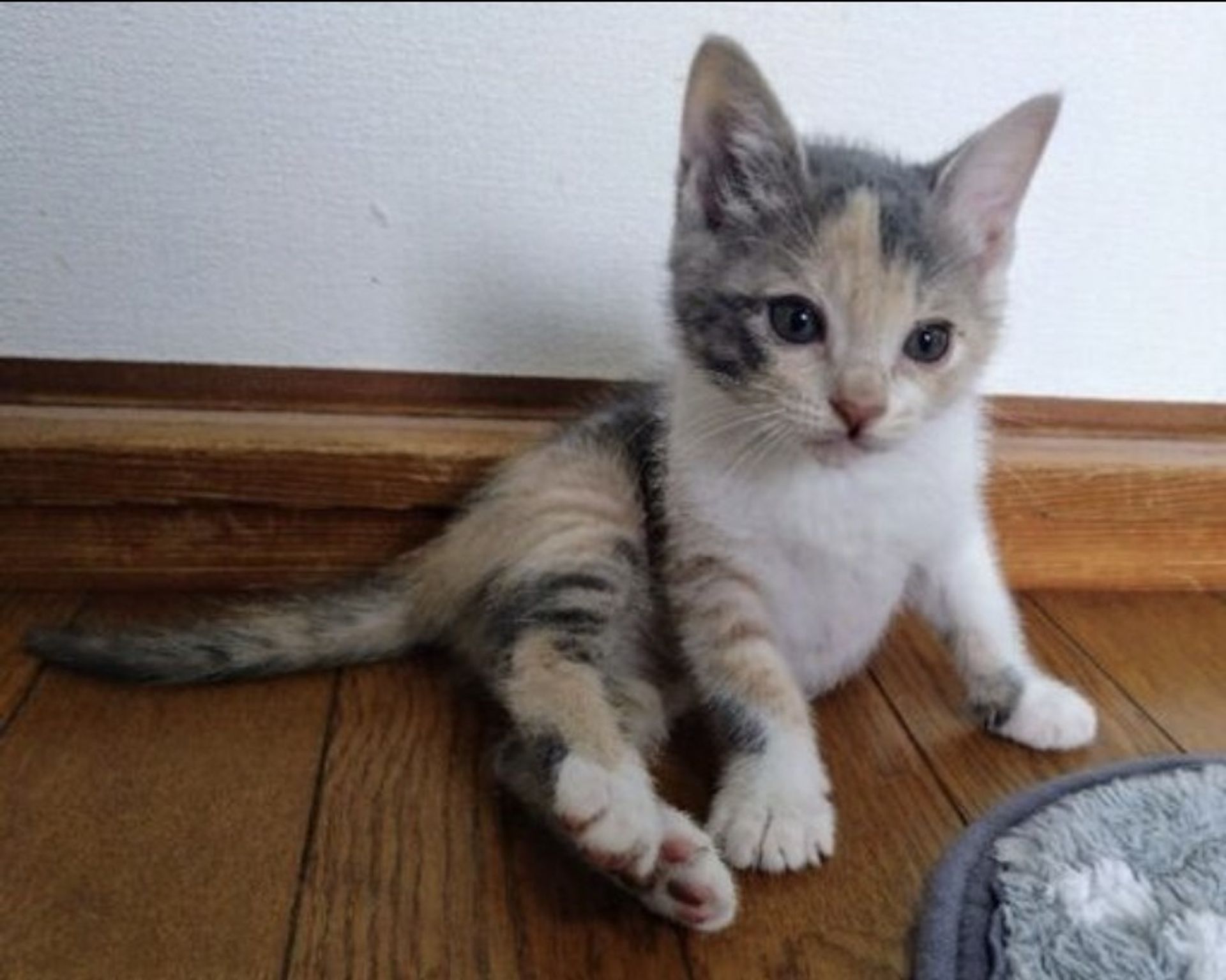 雑種（ミックス猫）・メスの里親募集の写真