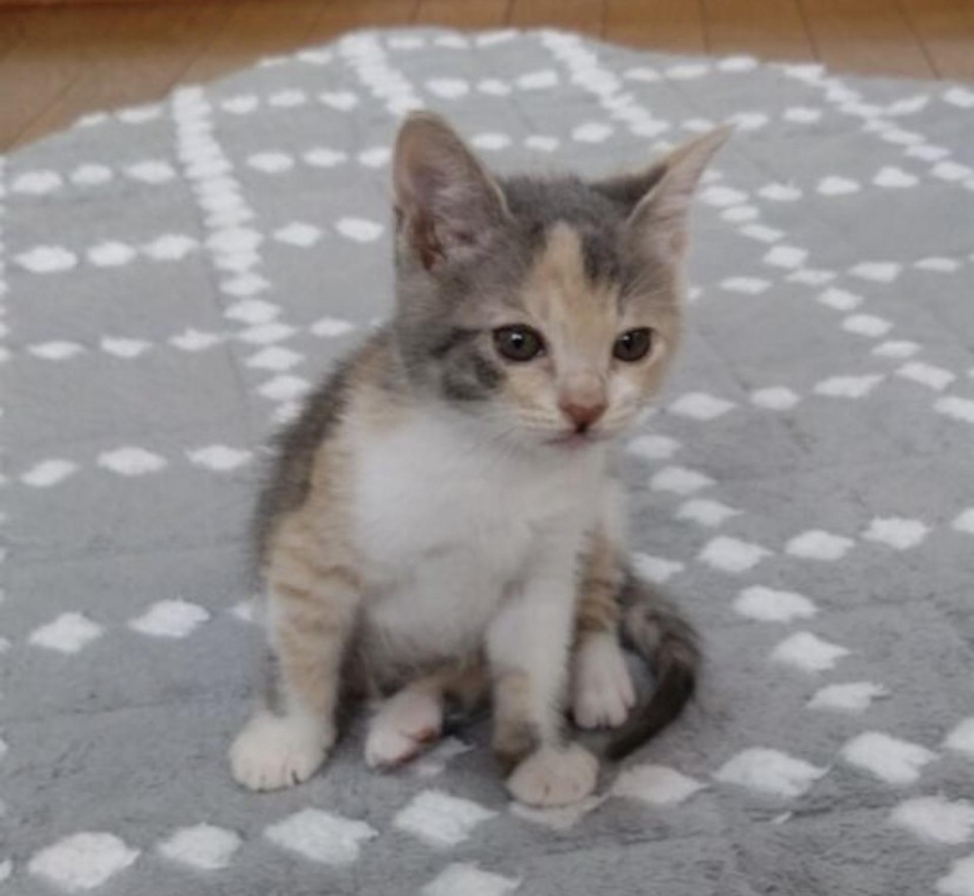 pet-image-2