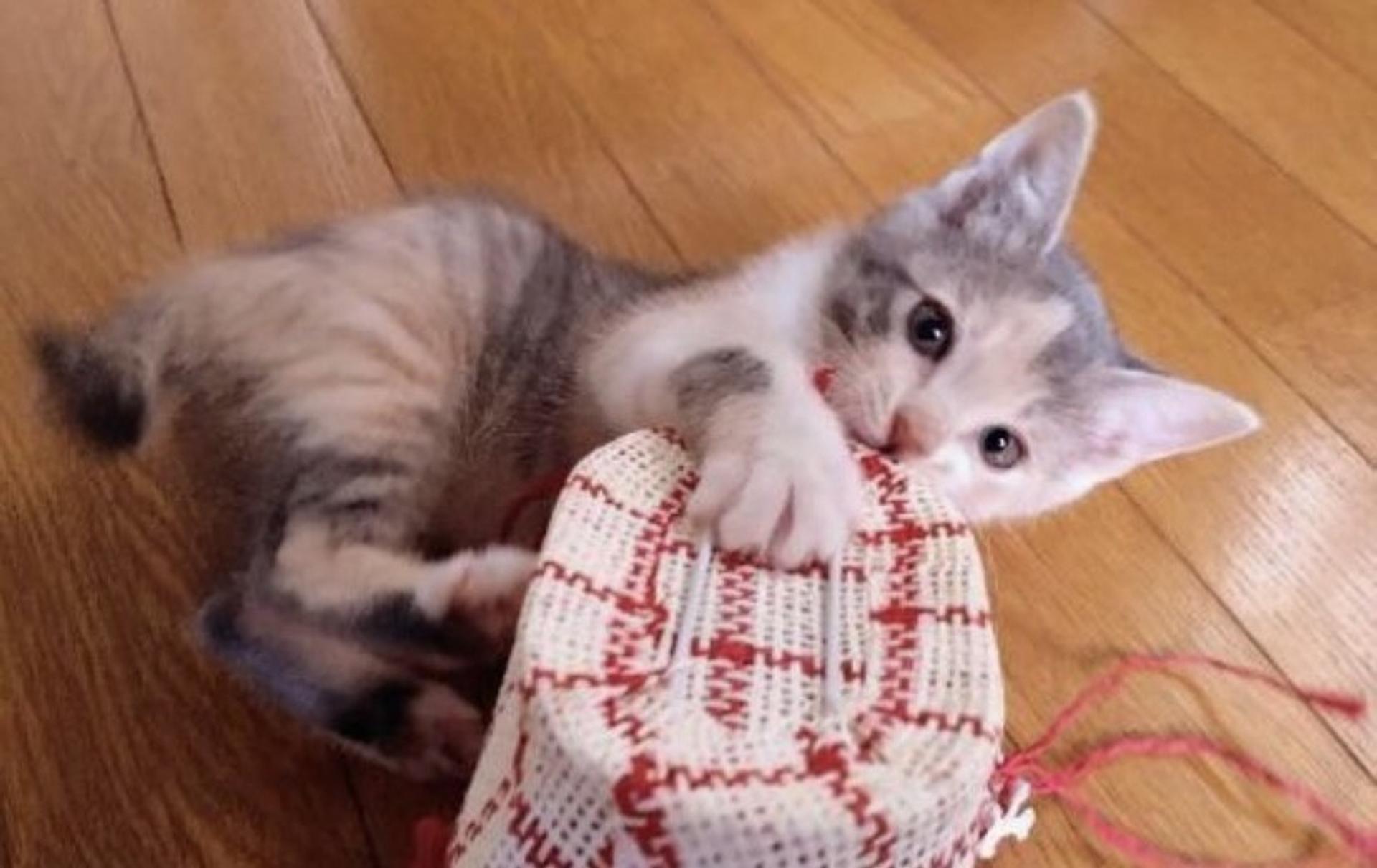pet-image-4