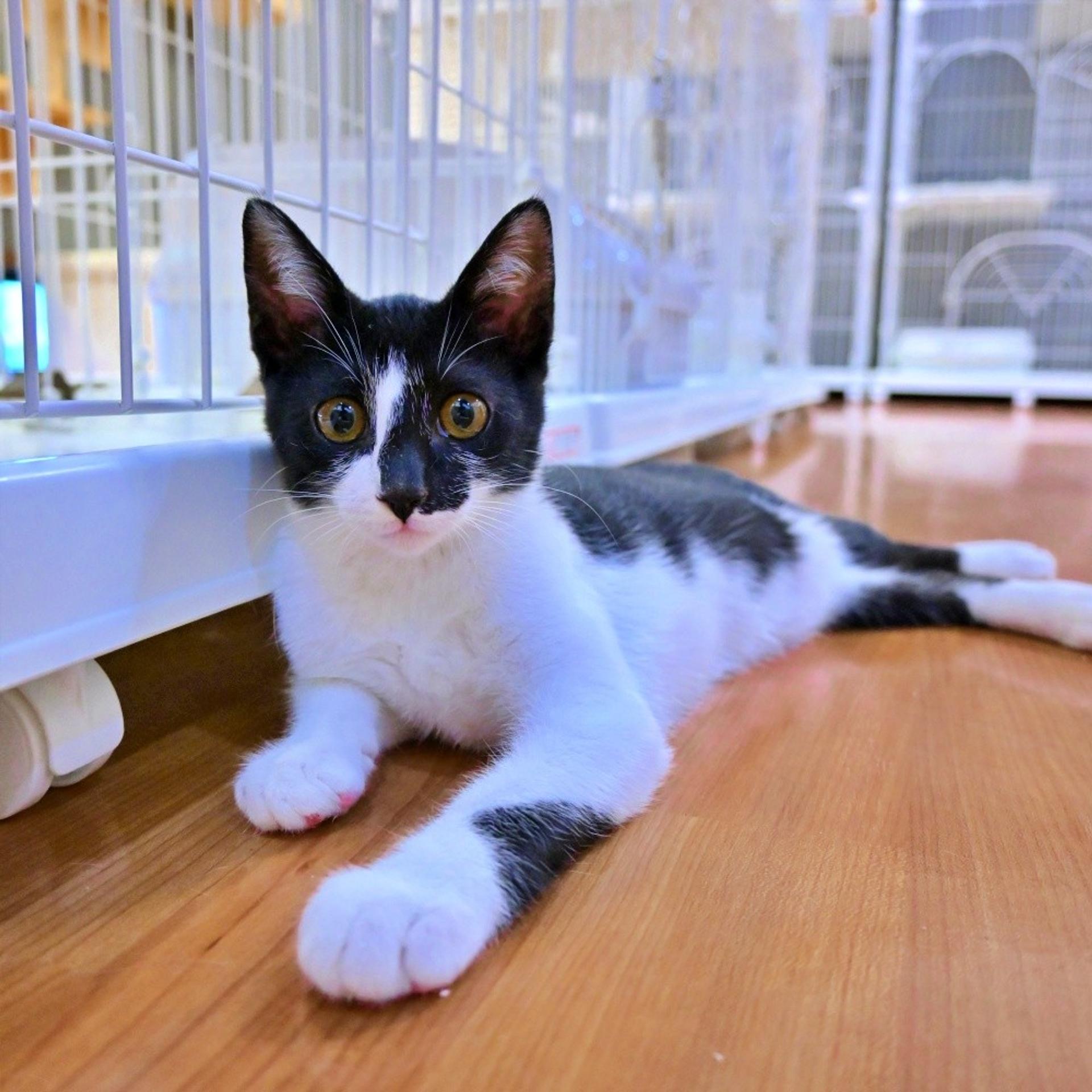 pet-image-5