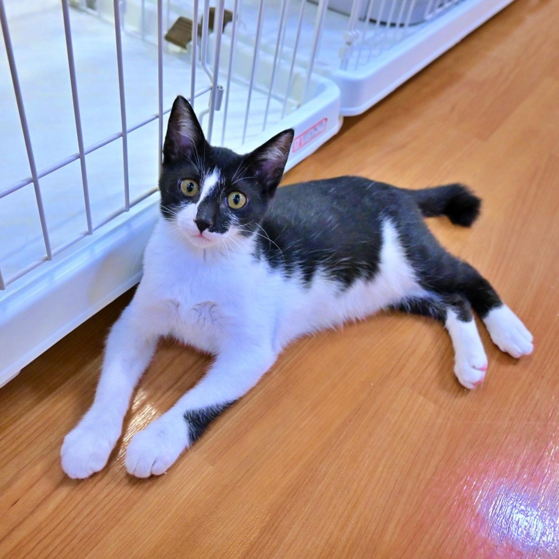 pet-image-3