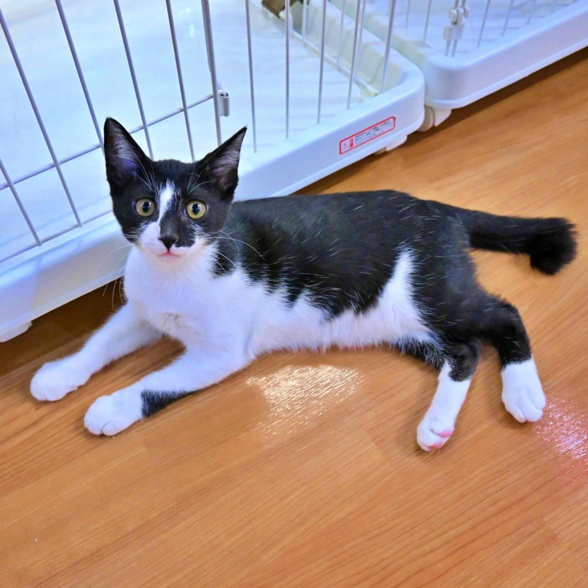 pet-image-2
