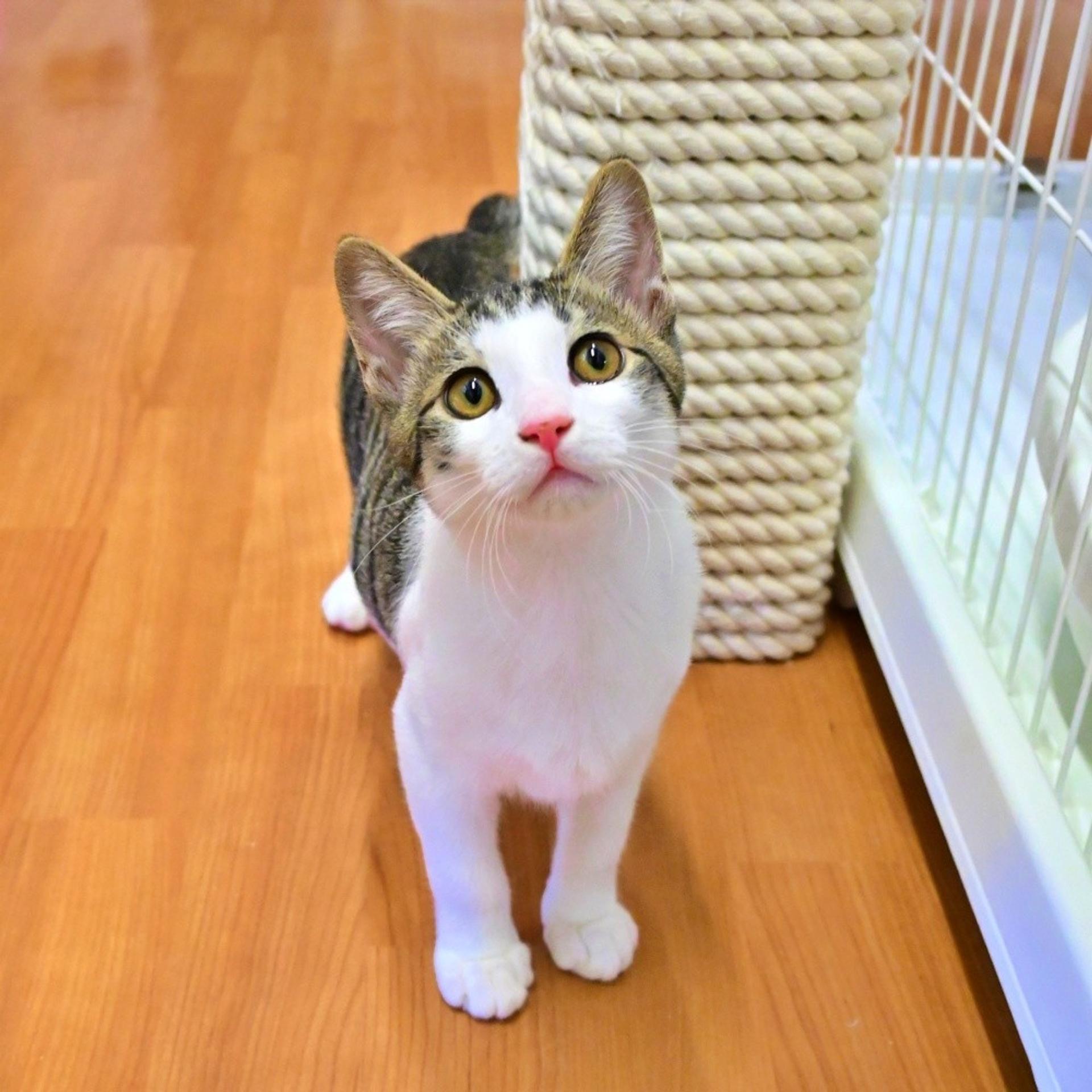 pet-image-3