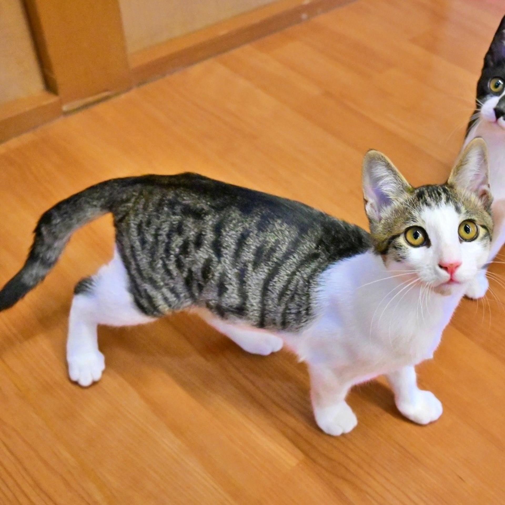 pet-image-4