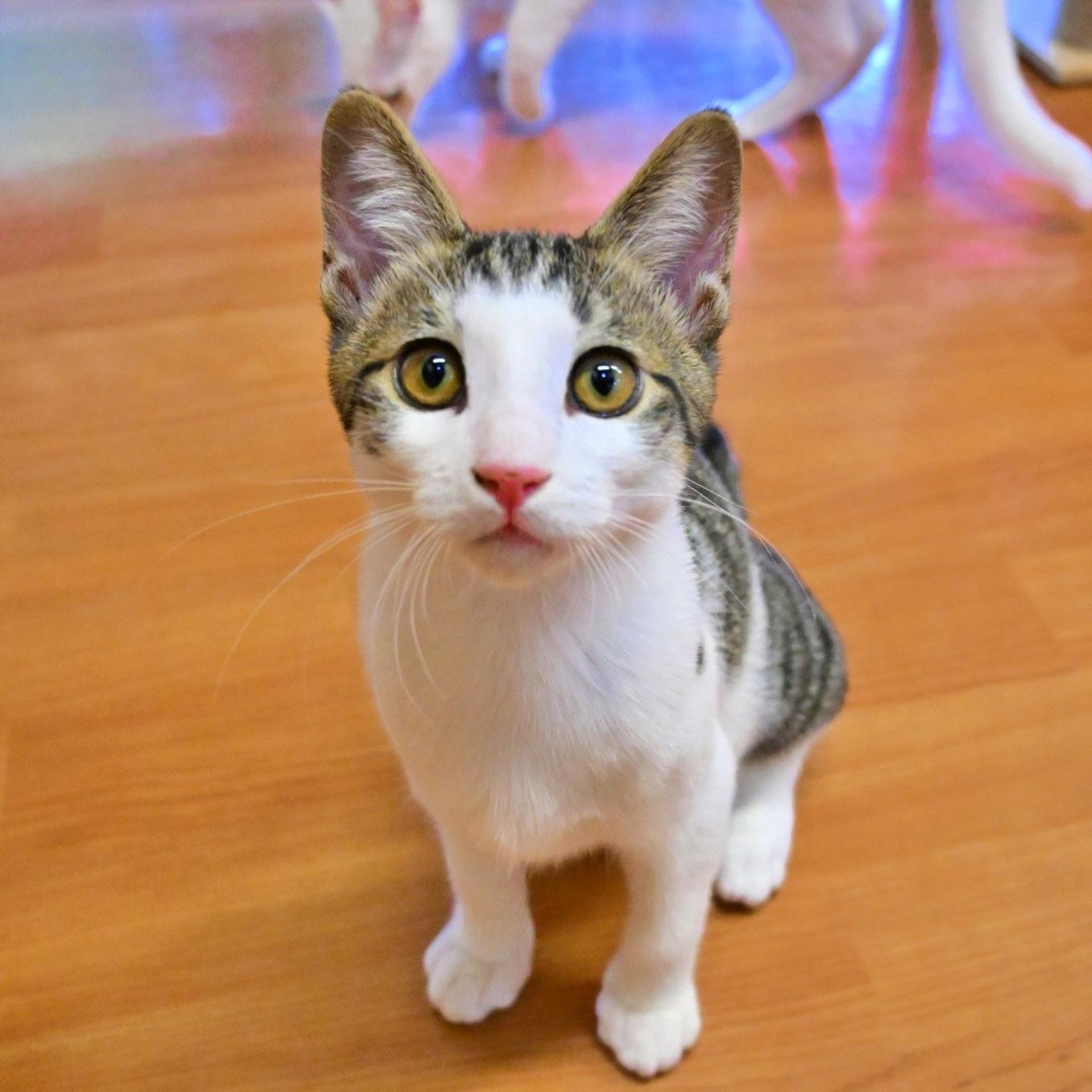 pet-image-5