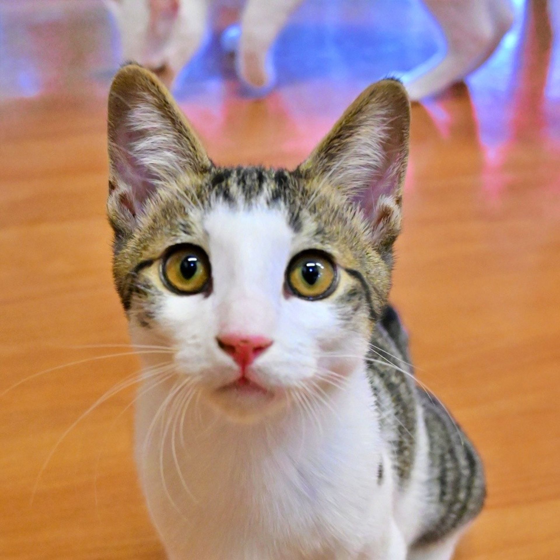 雑種（ミックス猫）・オスの里親募集の写真