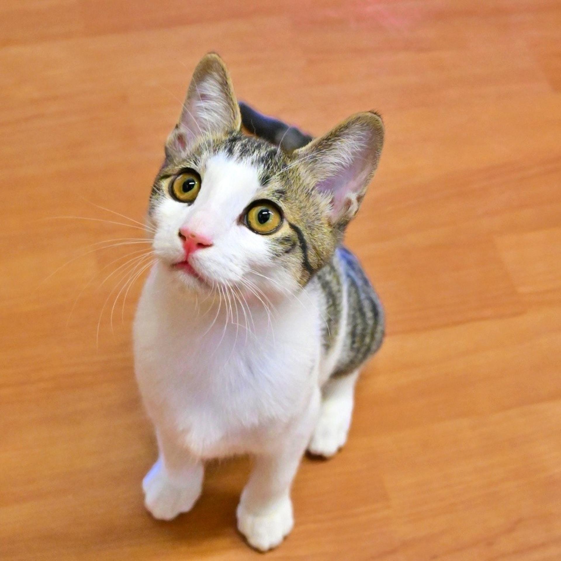 pet-image-2