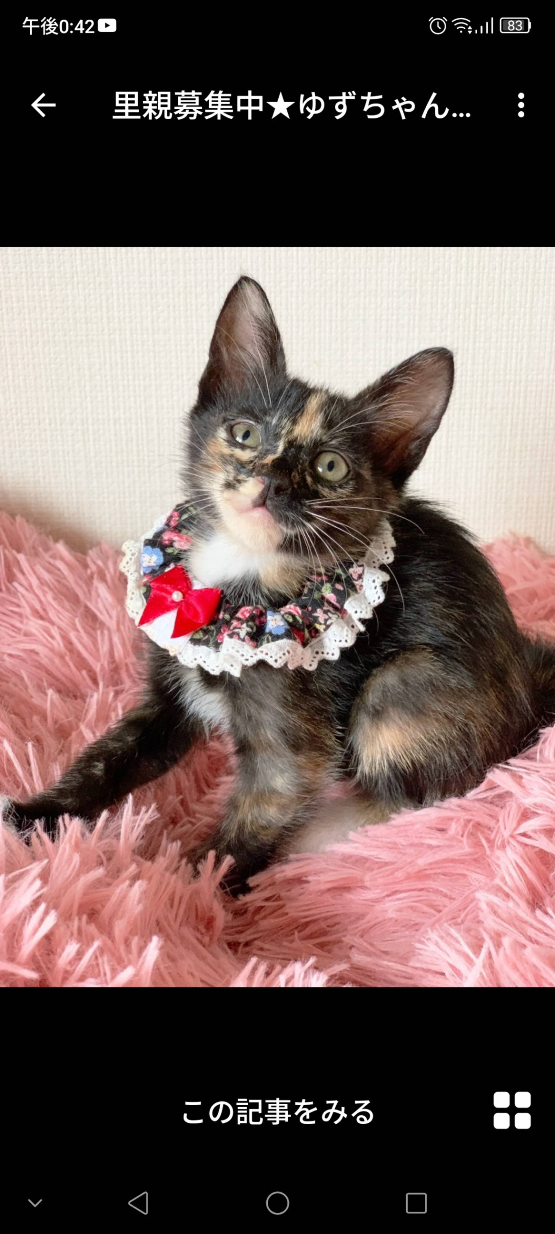 雑種（ミックス猫）・メスの里親募集の写真