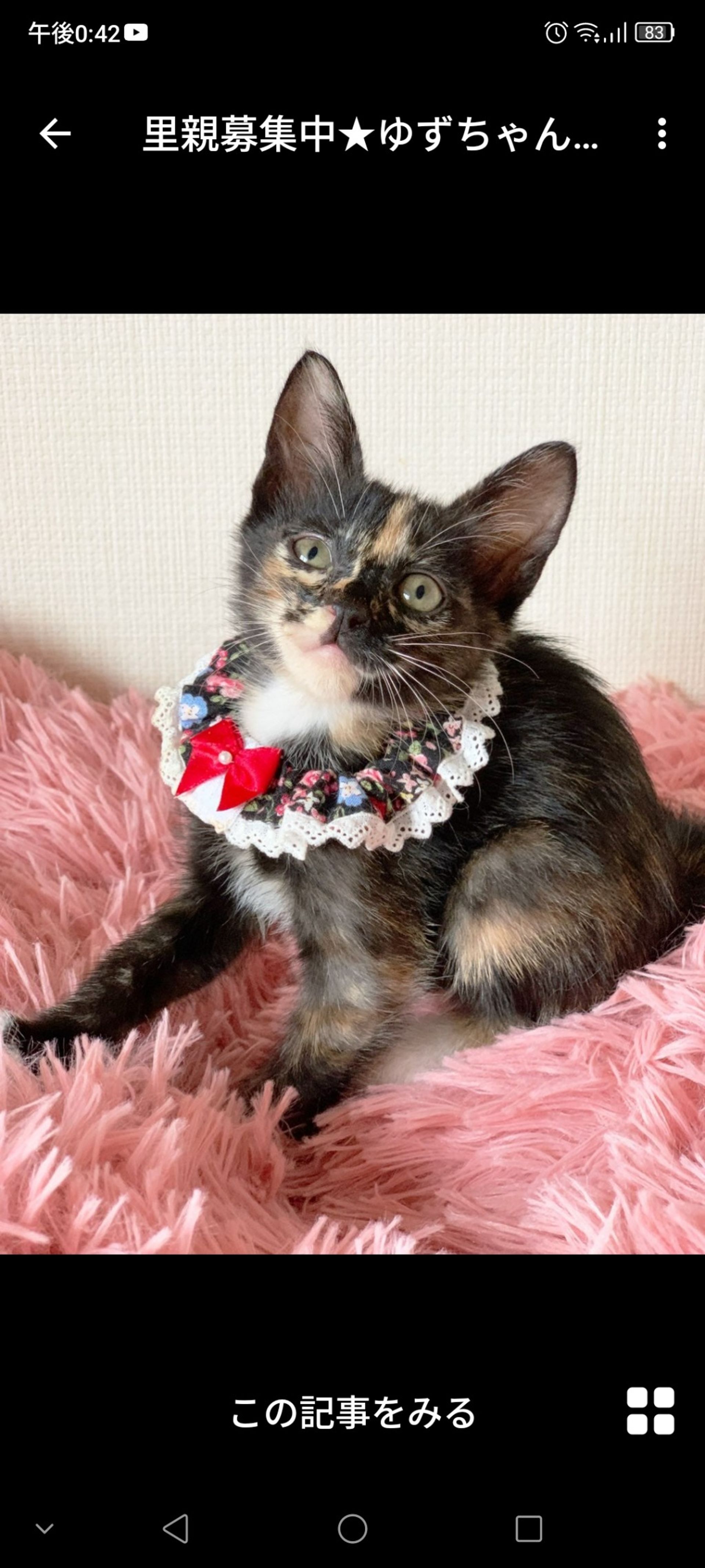 雑種（ミックス猫）・メスの里親募集の写真