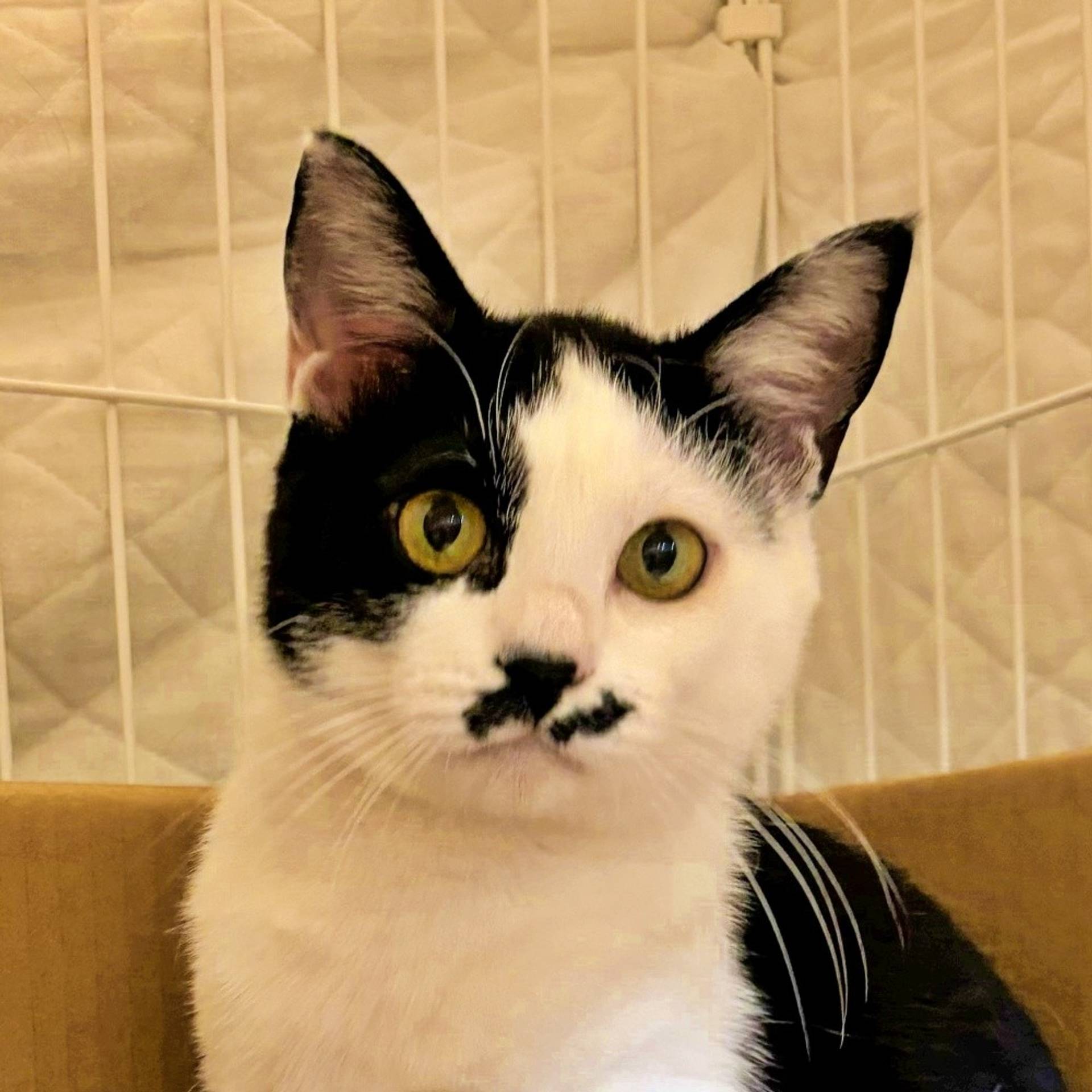 雑種（ミックス猫）・オスの里親募集の写真