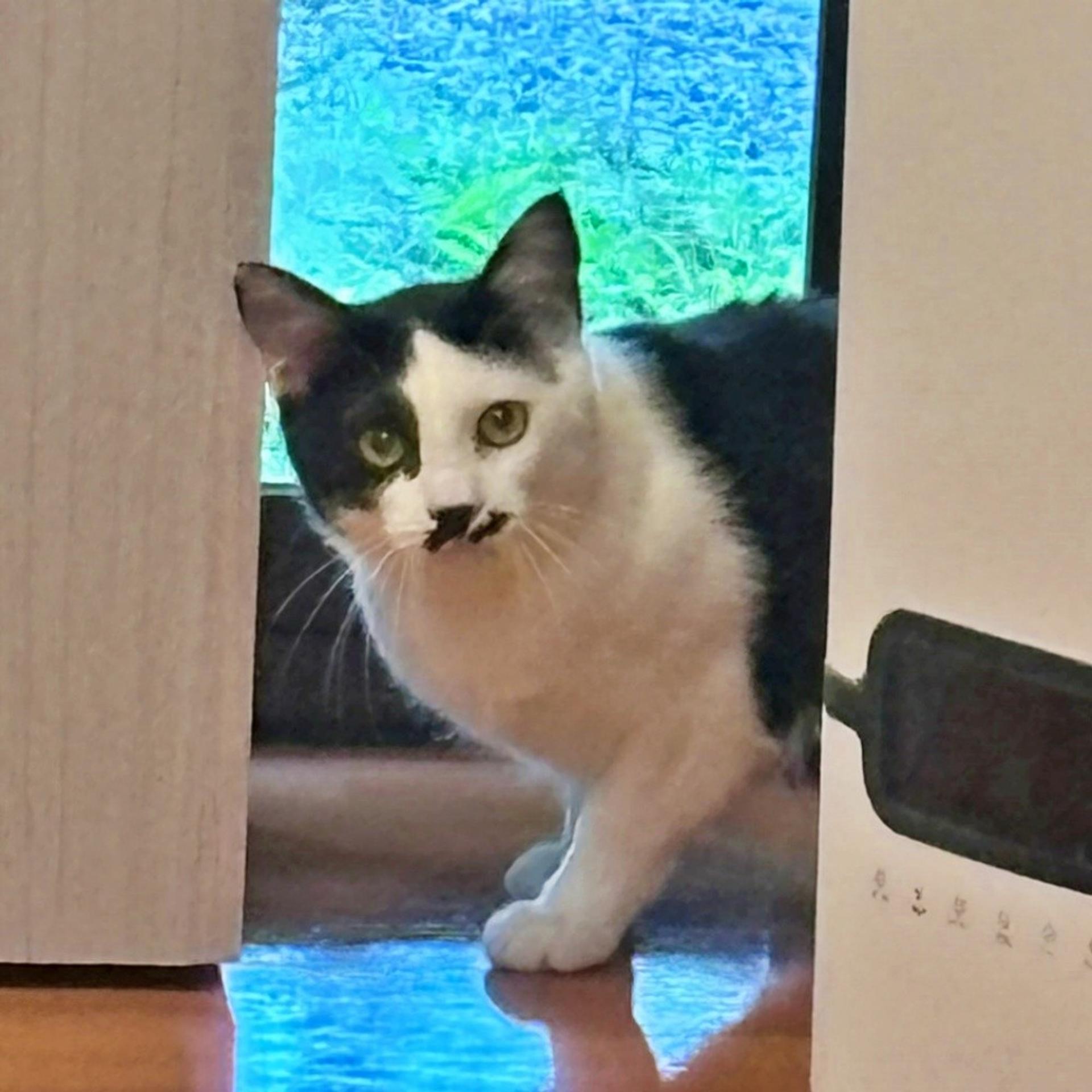 pet-image-3