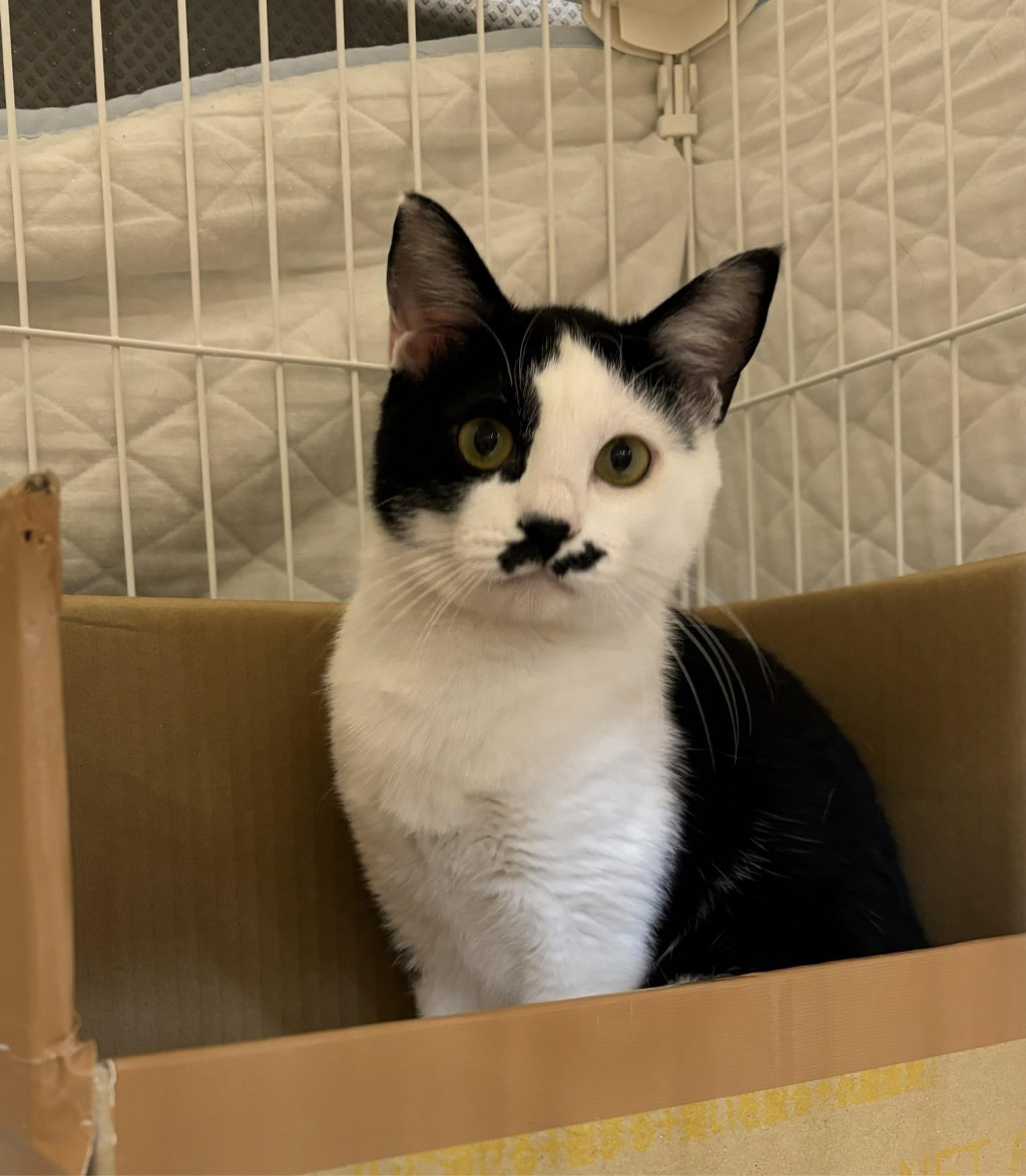pet-image-4