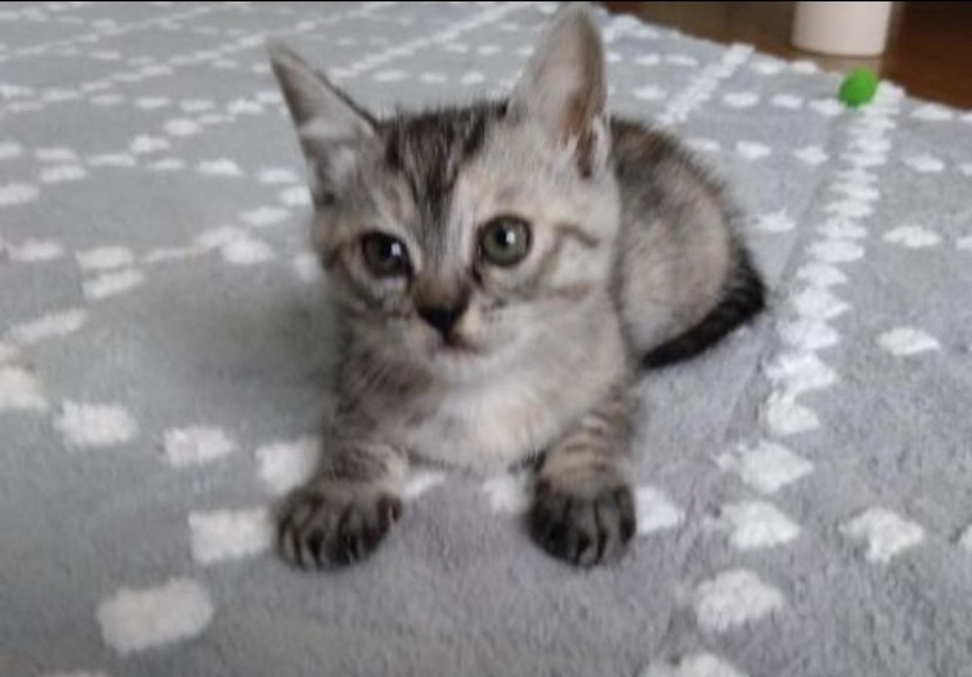 pet-image-3