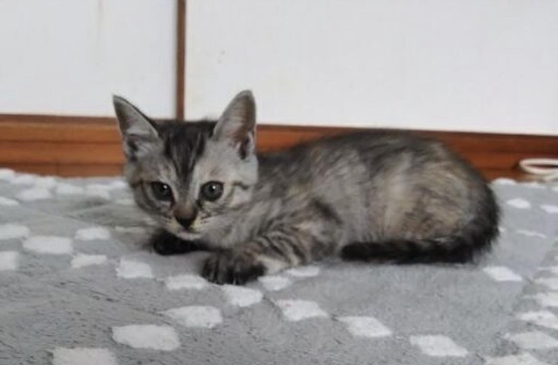 pet-image-4