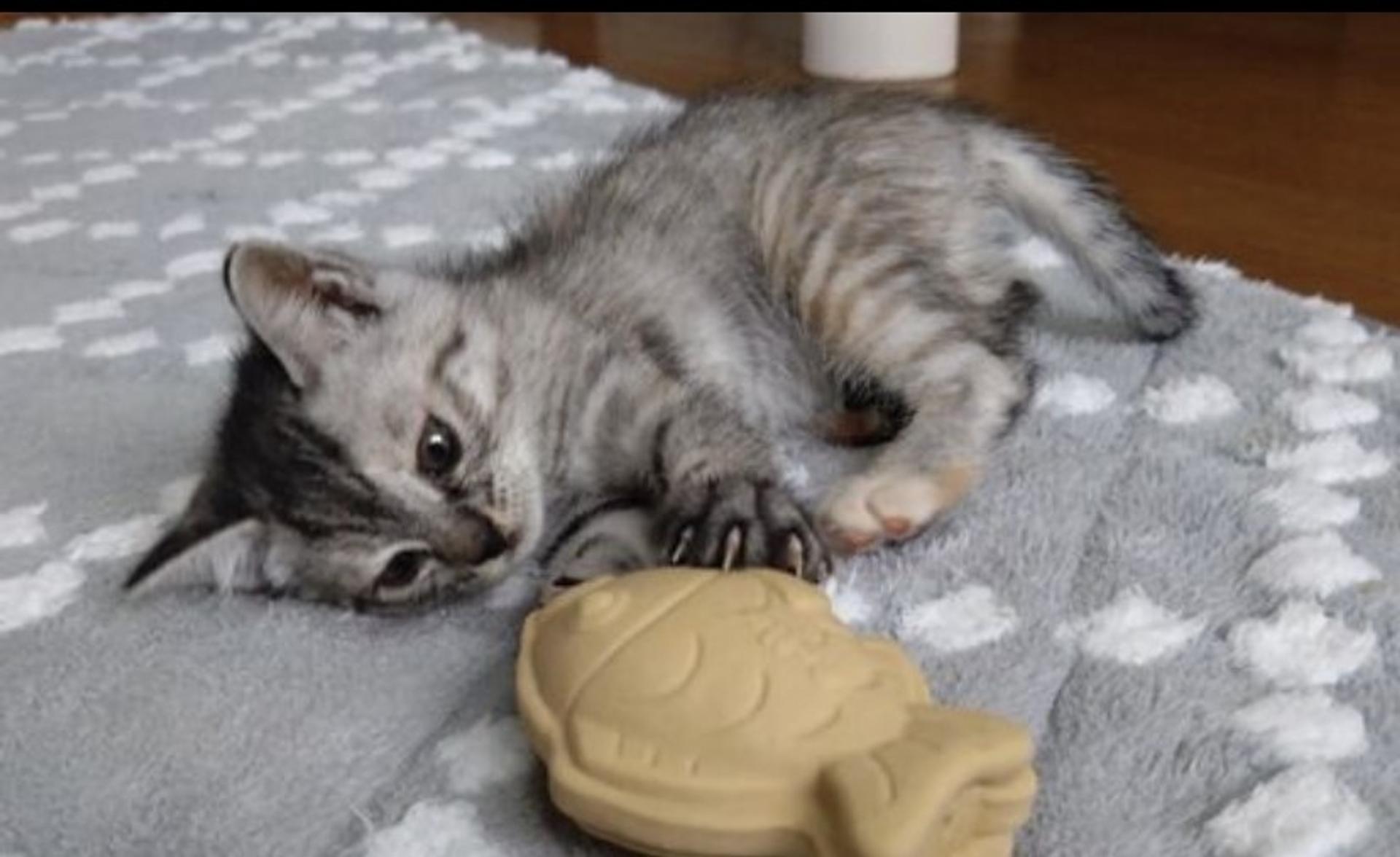 pet-image-5