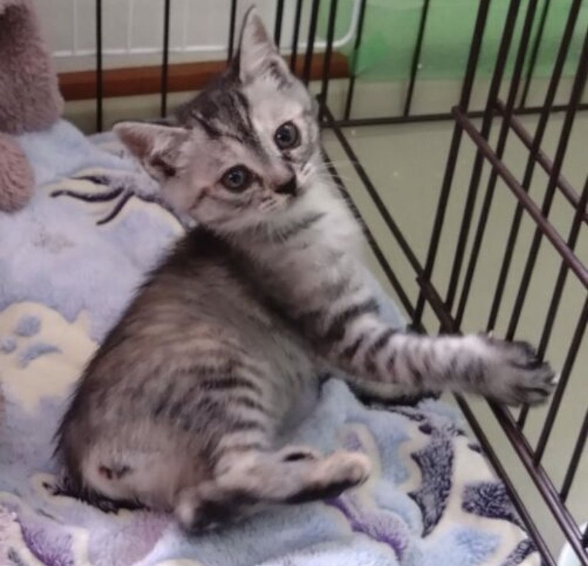 雑種（ミックス猫）・メスの里親募集の写真