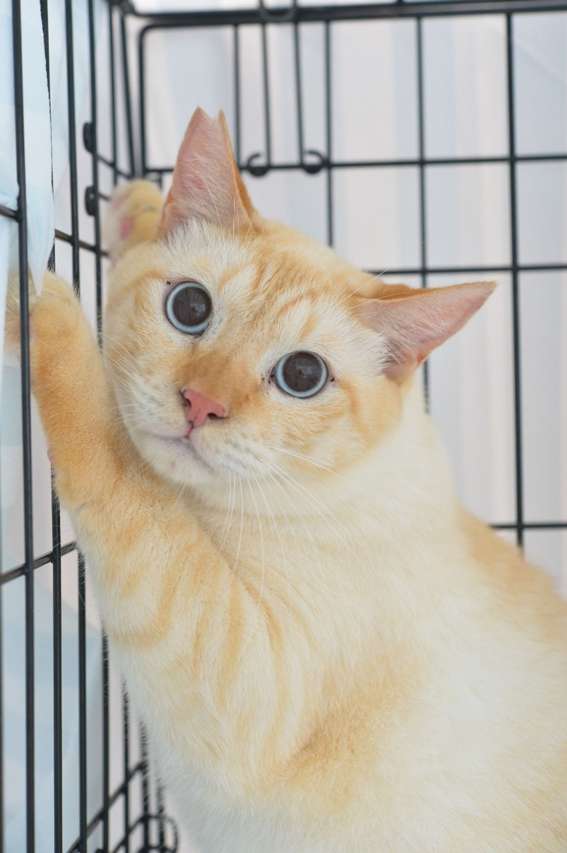 雑種（ミックス猫）・オスの里親募集の写真