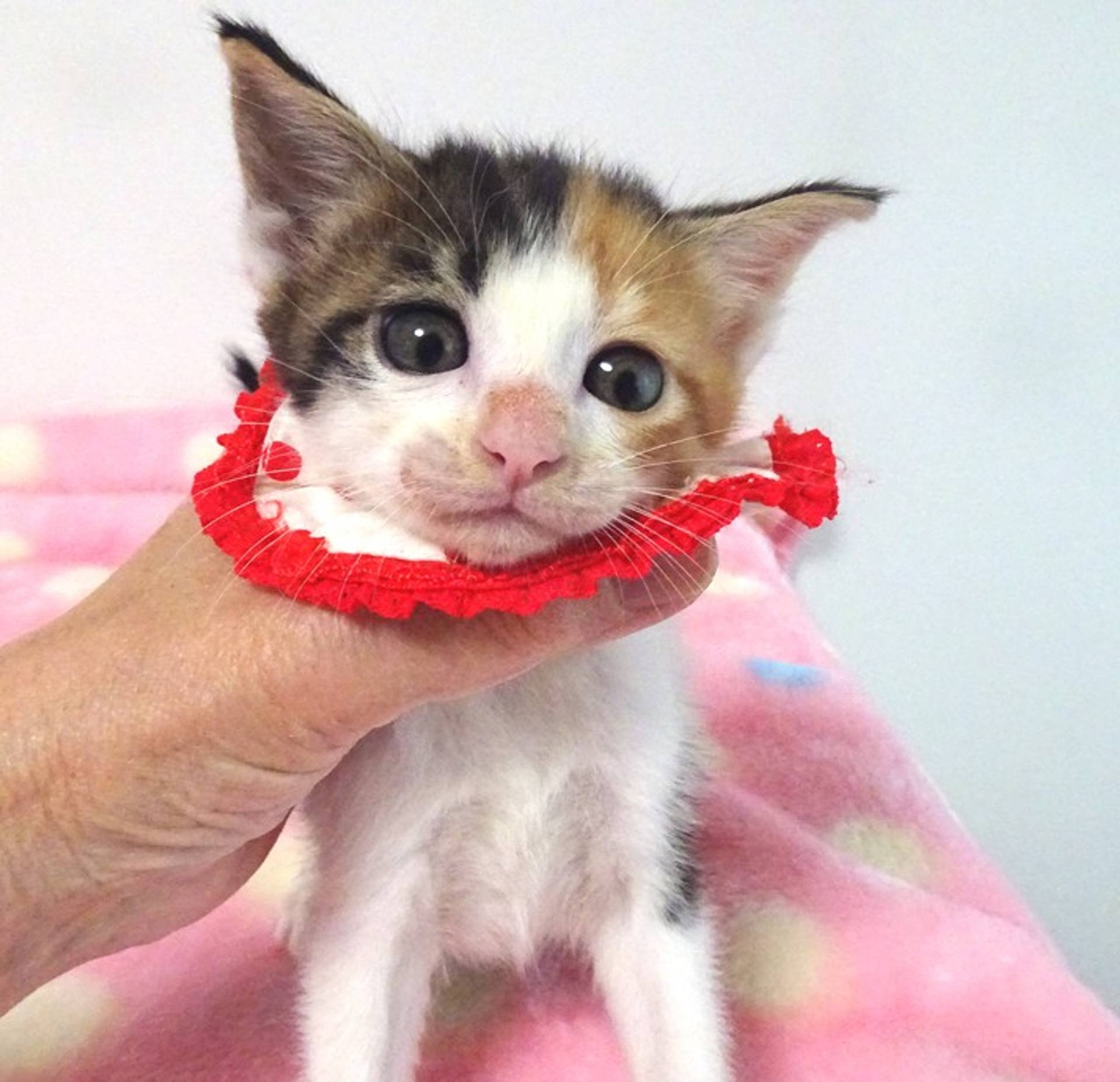 雑種（ミックス猫）・メスの里親募集の写真