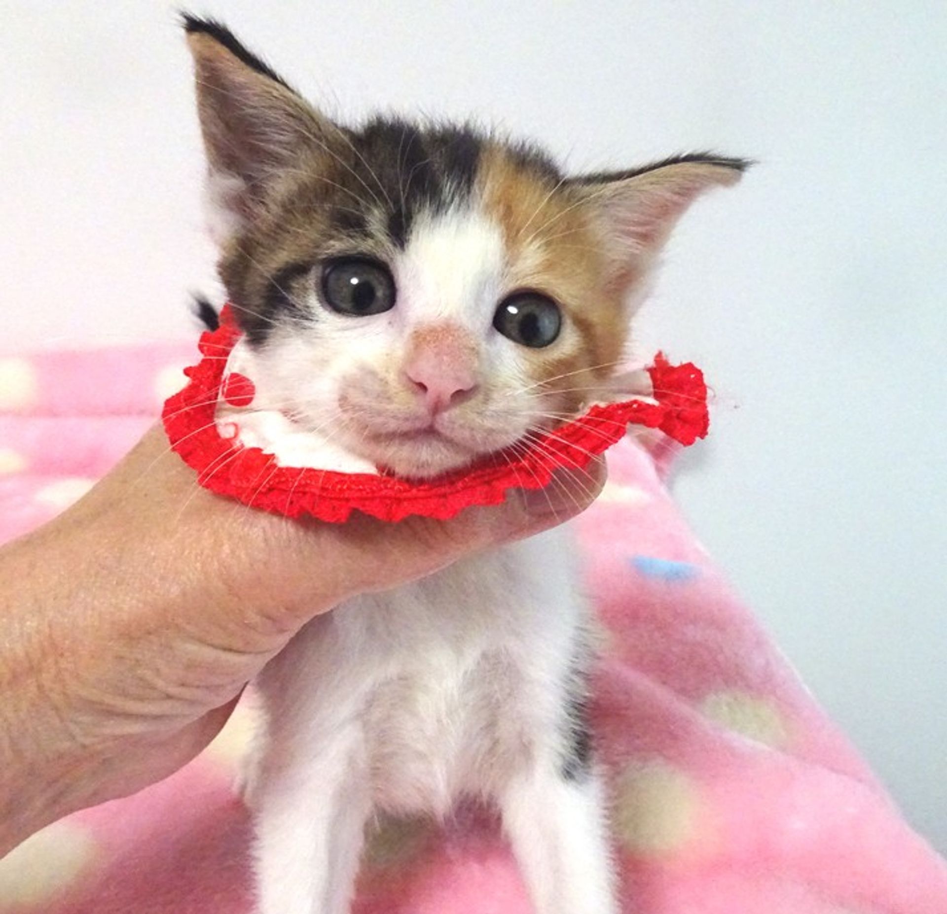 雑種（ミックス猫）・メスの里親募集の写真