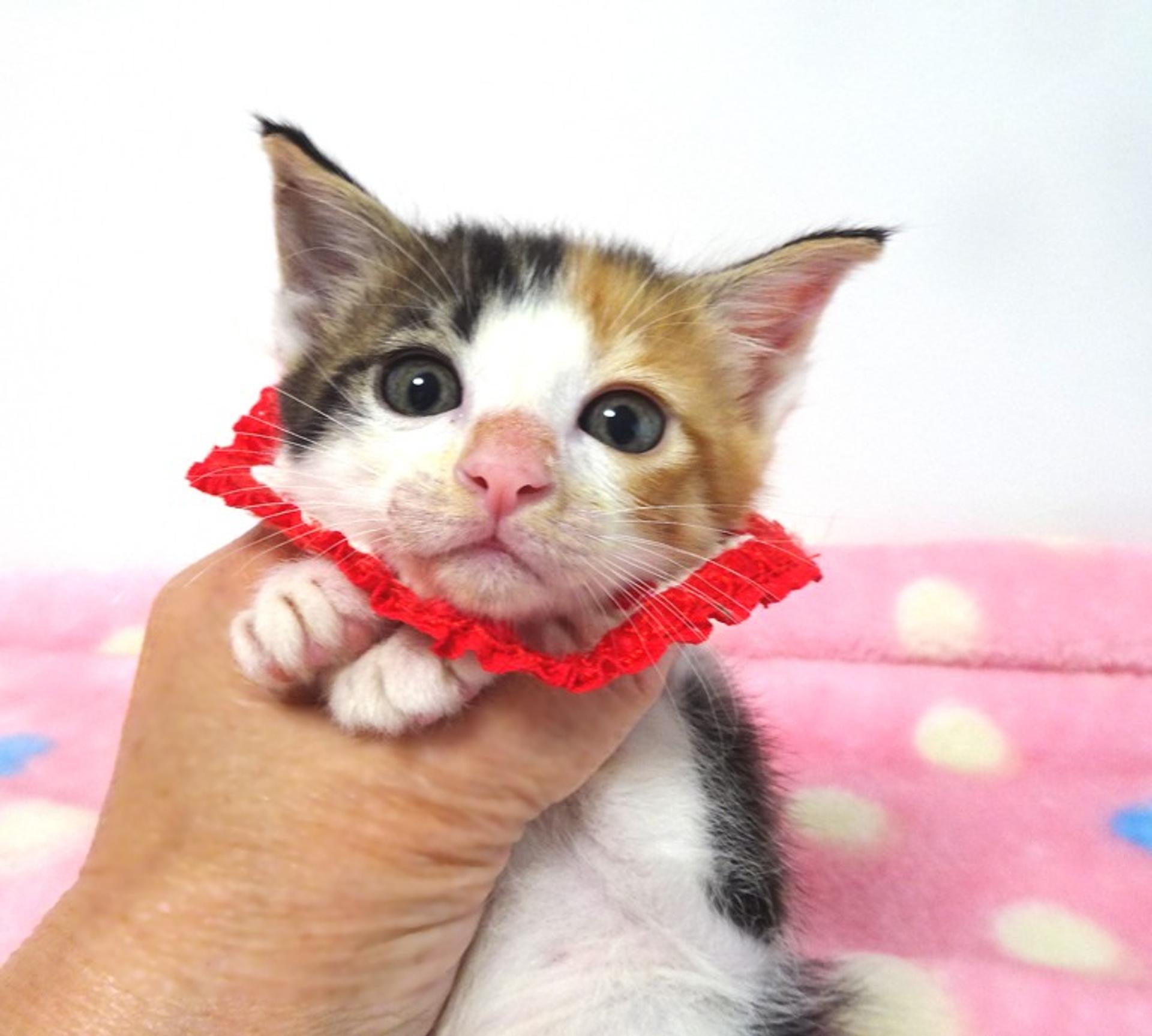 pet-image-2