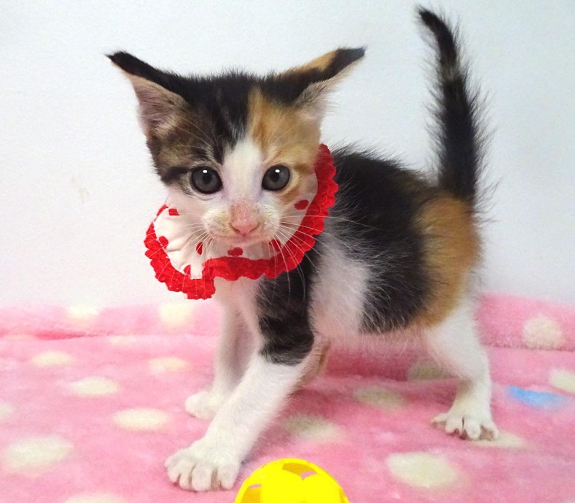pet-image-3