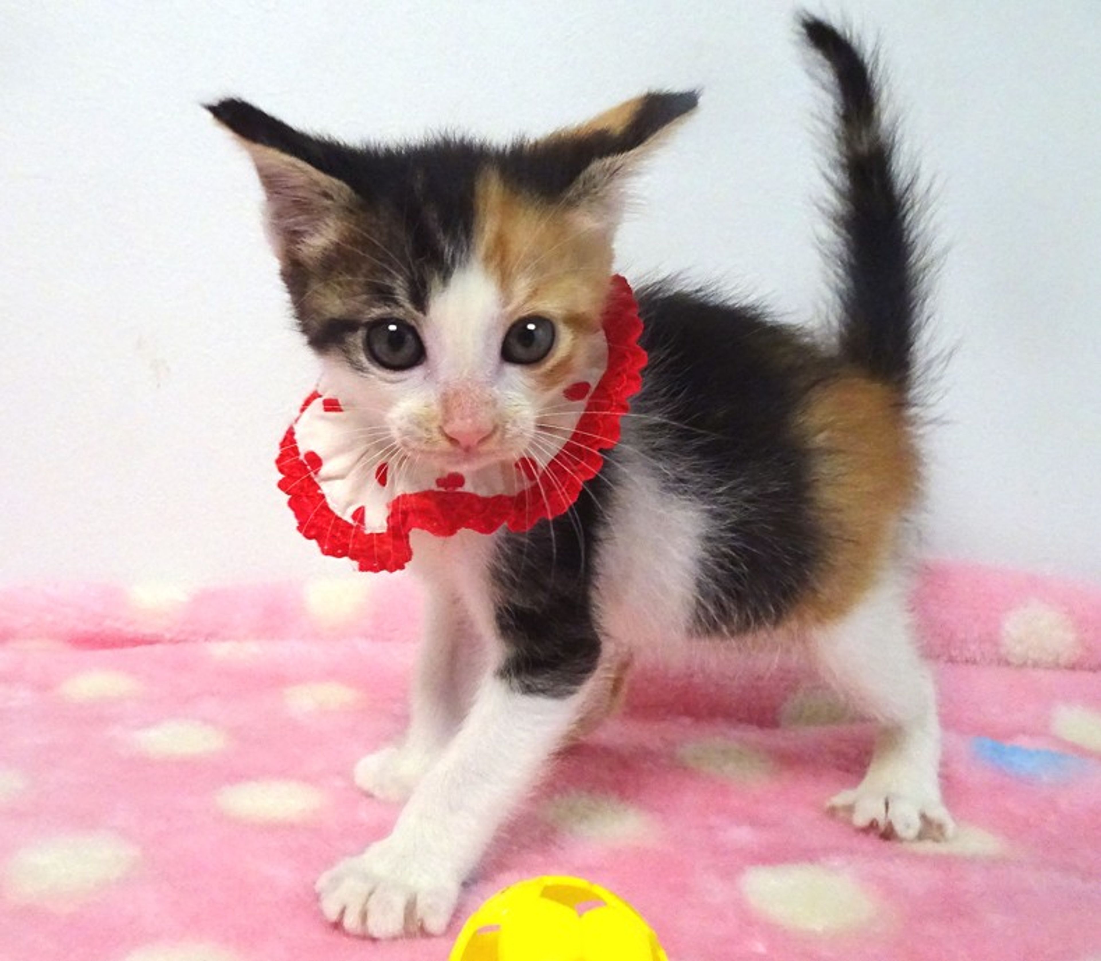 pet-image-3