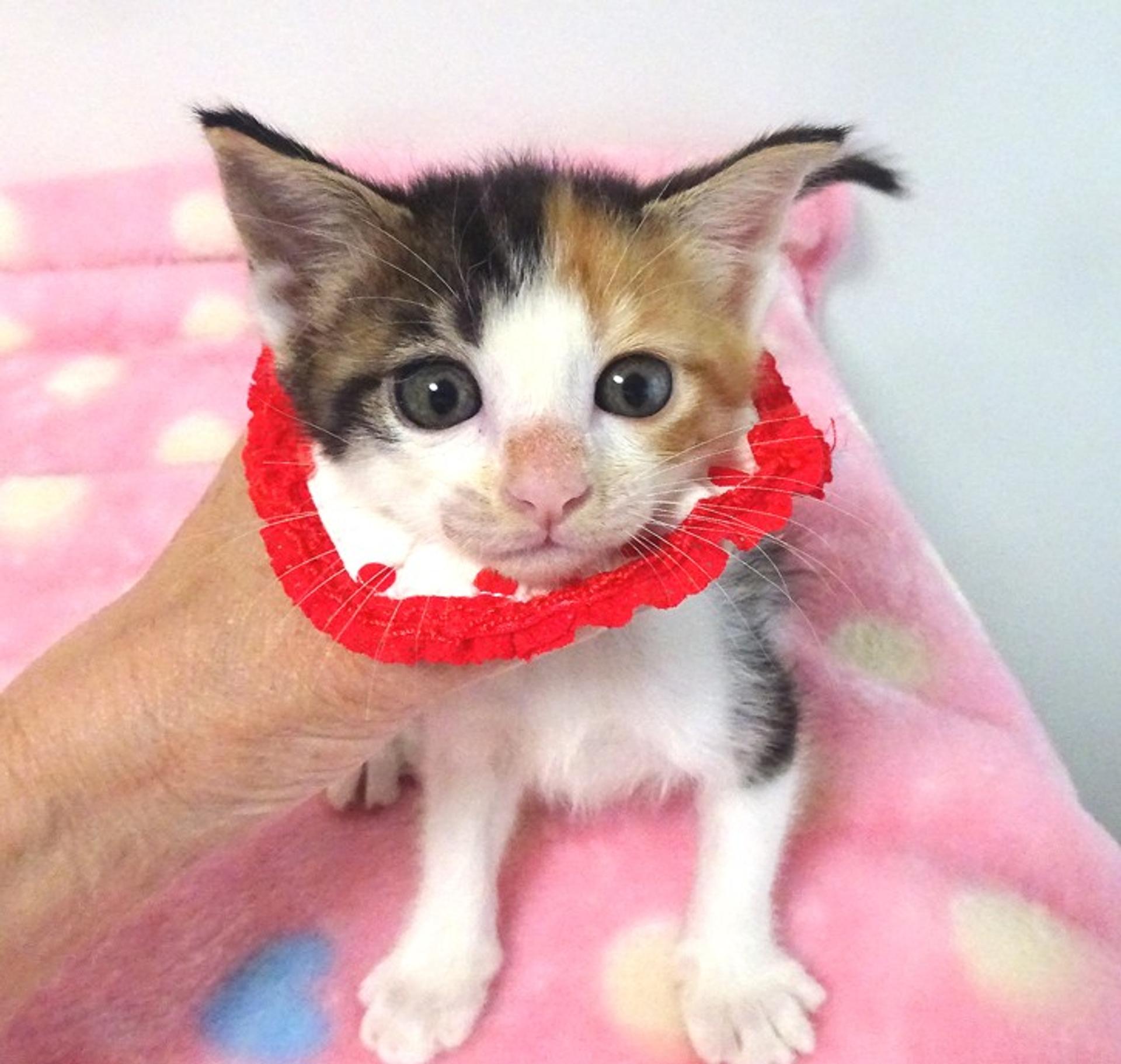 pet-image-4