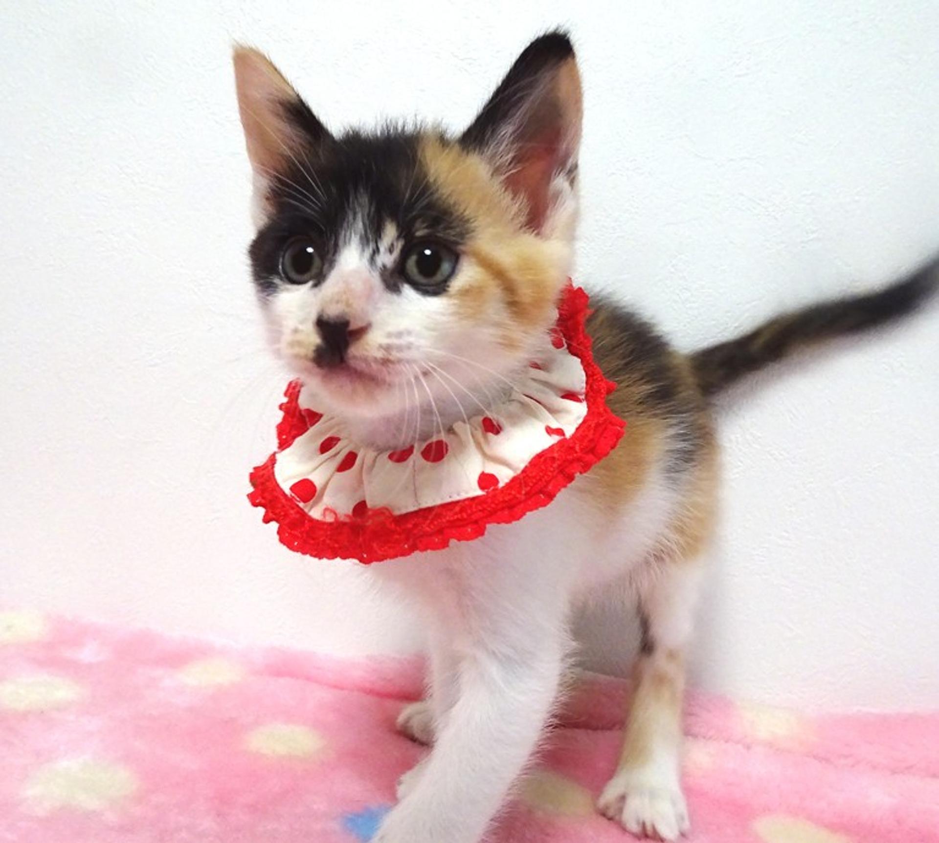 pet-image-3