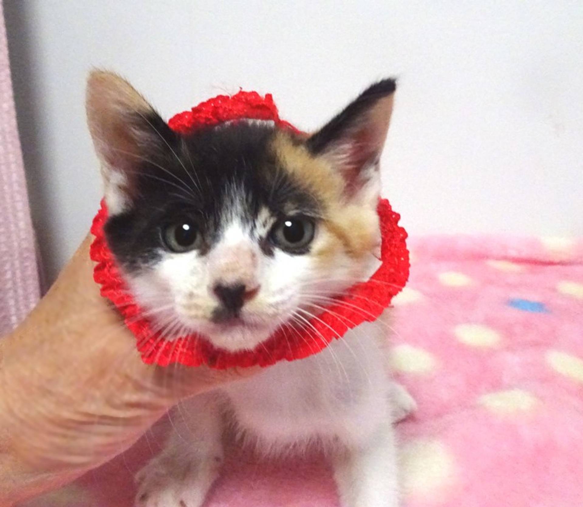 雑種（ミックス猫）・メスの里親募集の写真