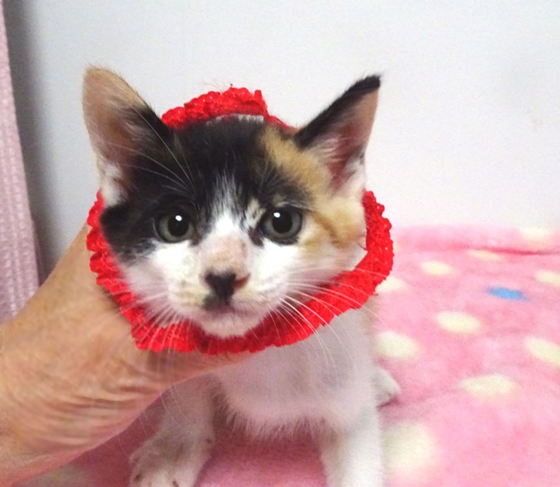 雑種（ミックス猫）・メスの里親募集の写真