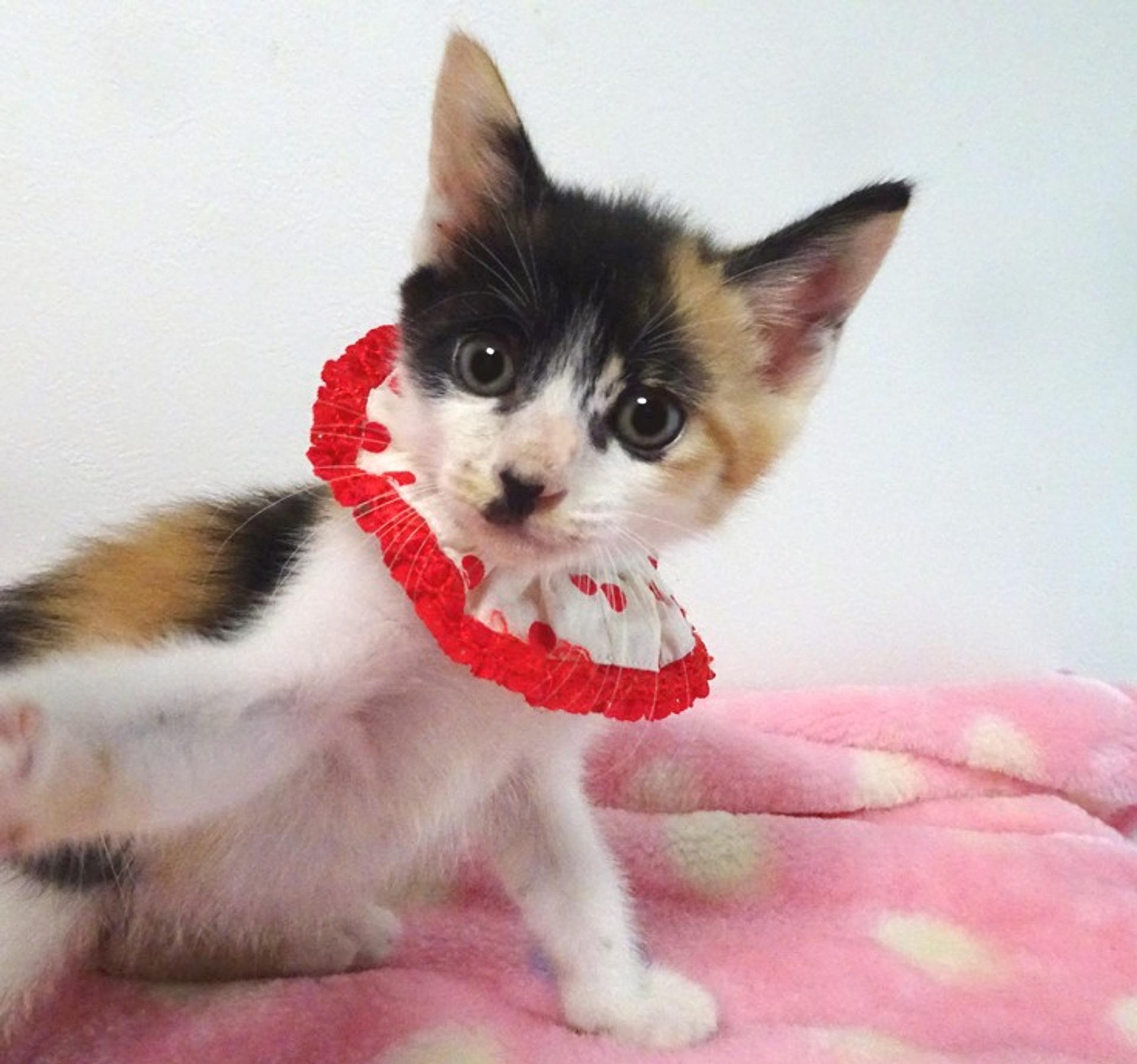 pet-image-2