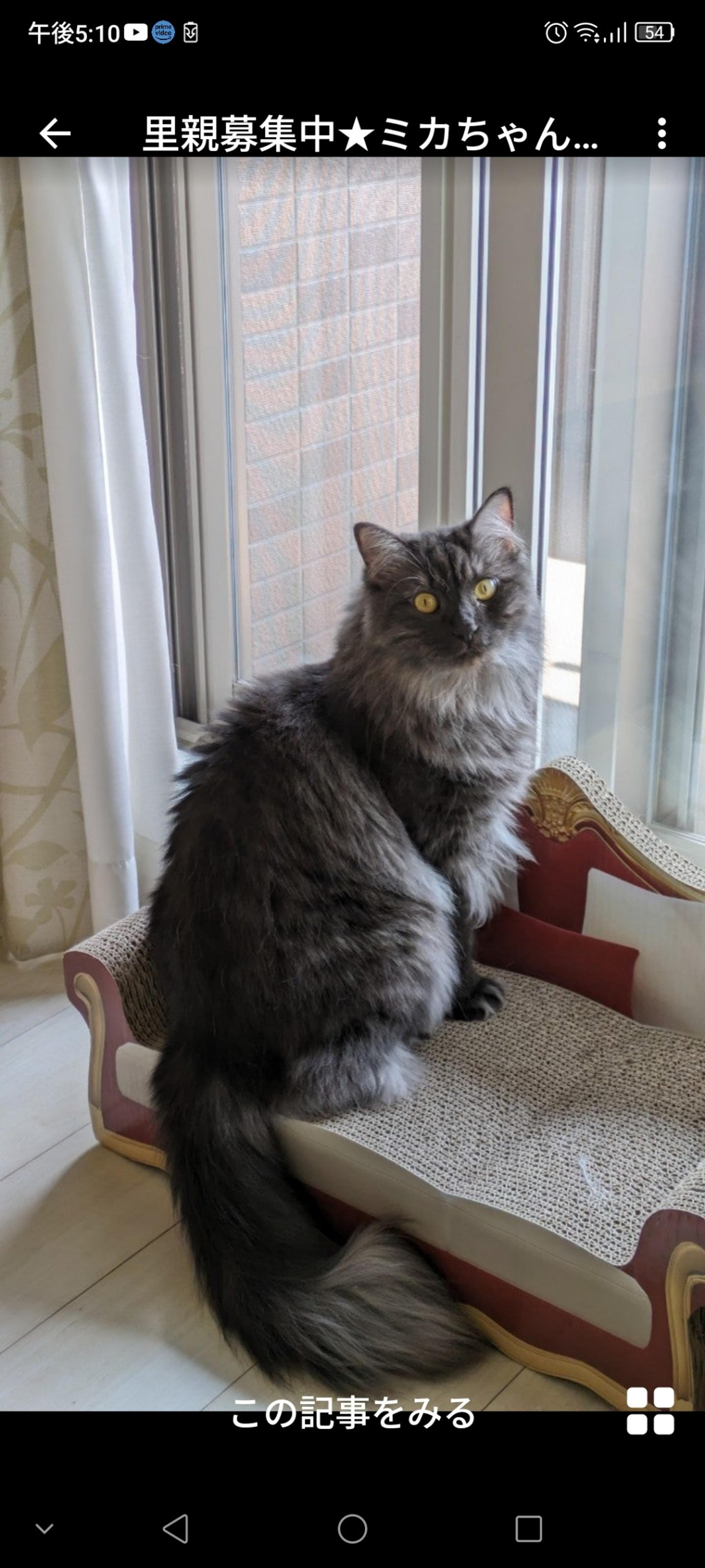 pet-image-2