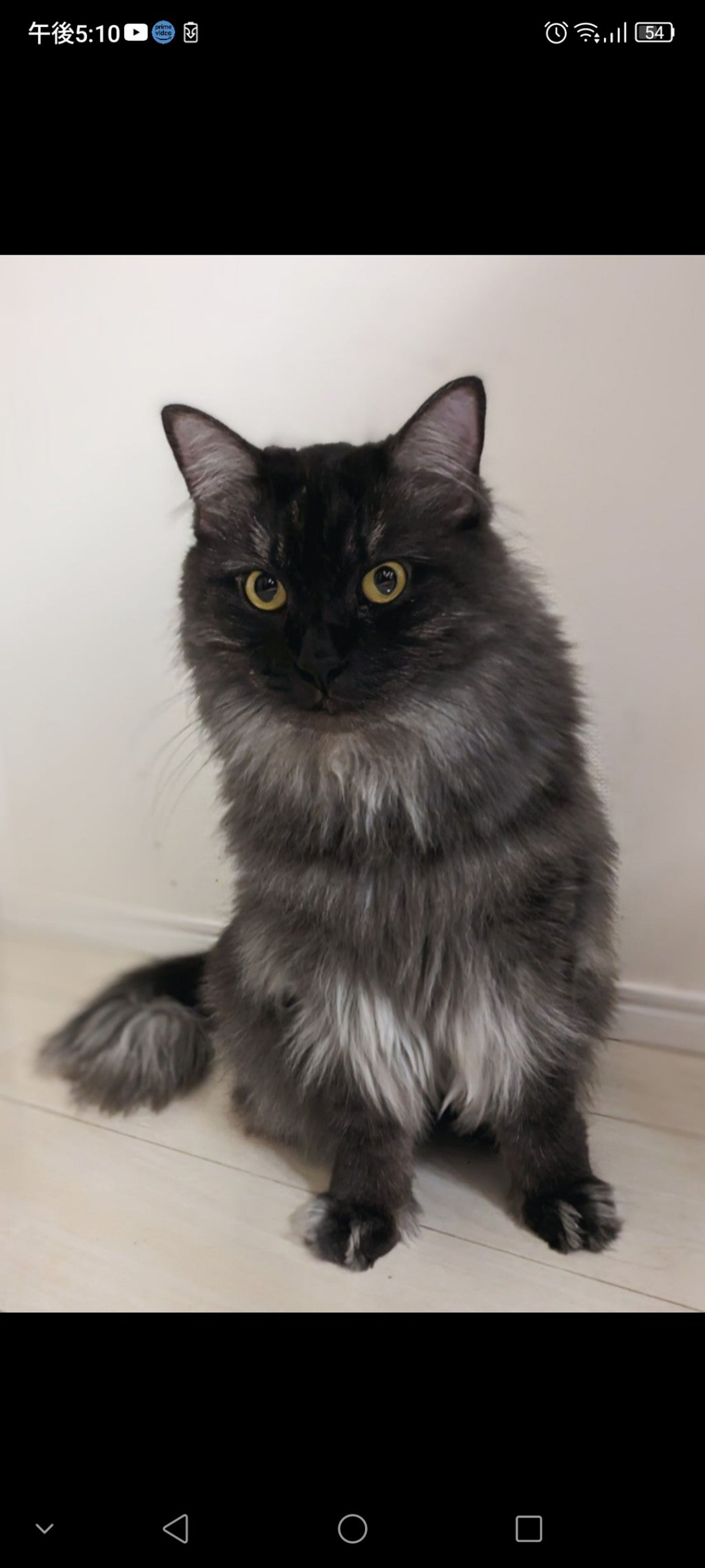 雑種（ミックス猫）・メスの里親募集の写真