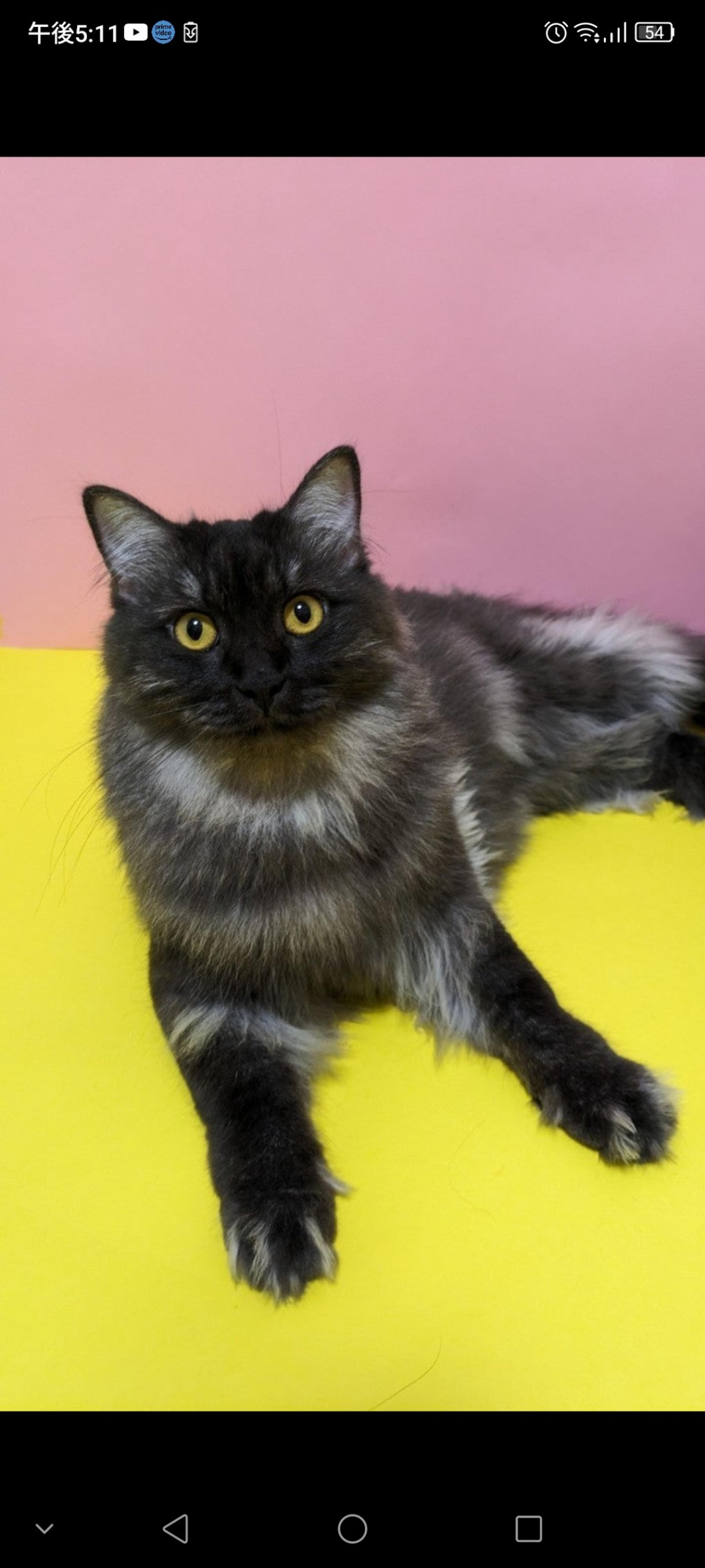 pet-image-3