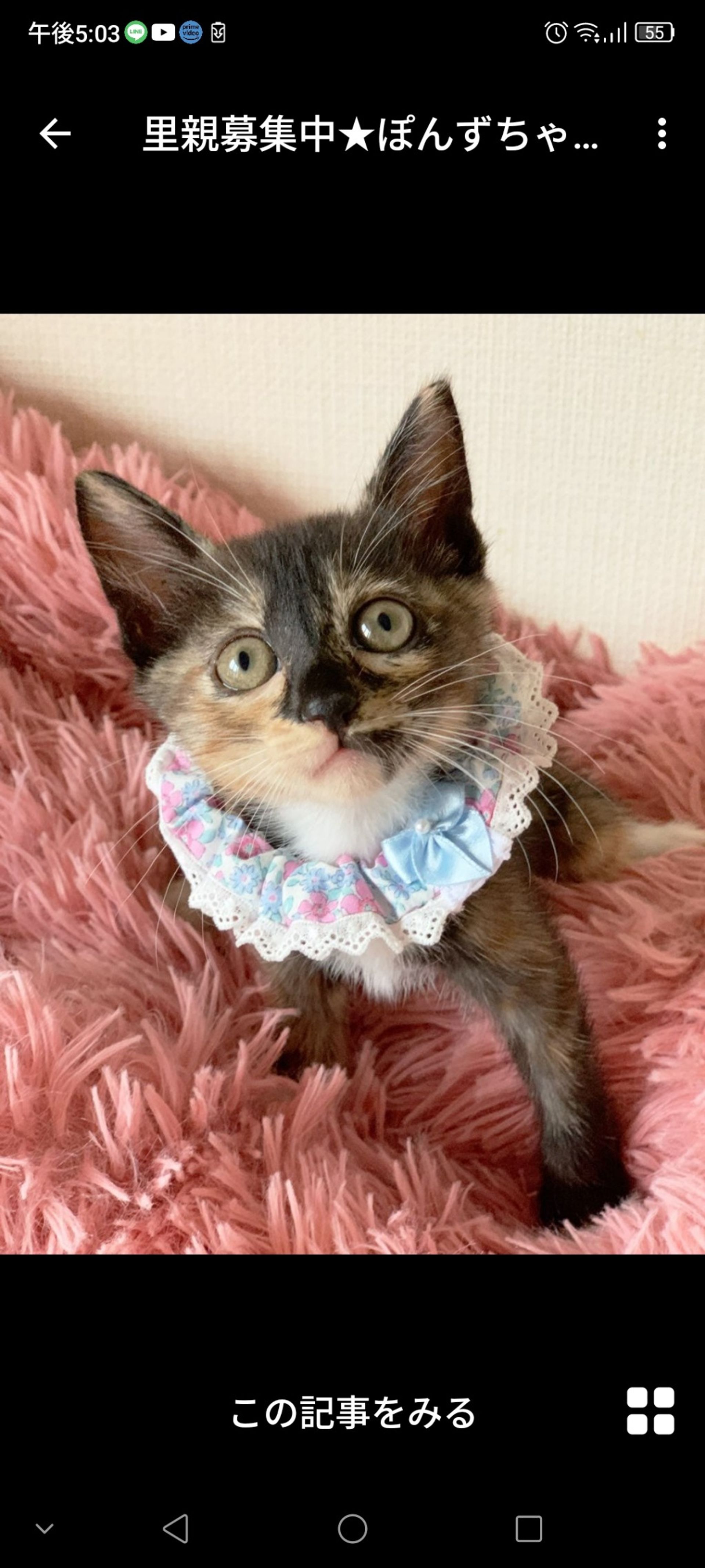 雑種（ミックス猫）・メスの里親募集の写真