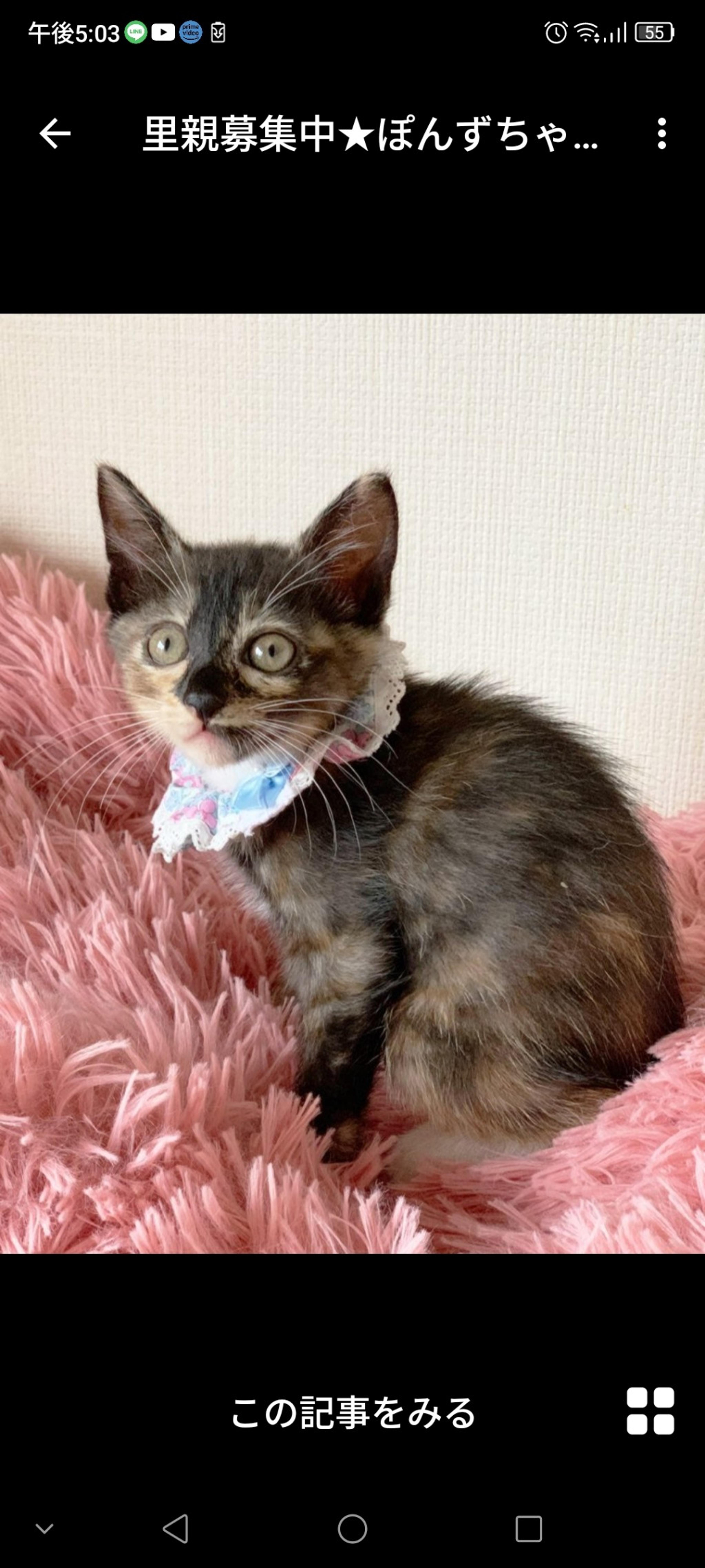 pet-image-2