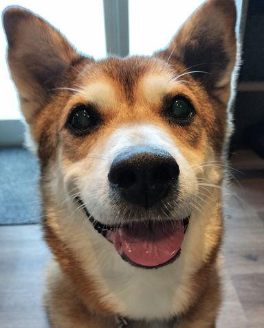 雑種（ミックス犬）・オスの里親募集の写真