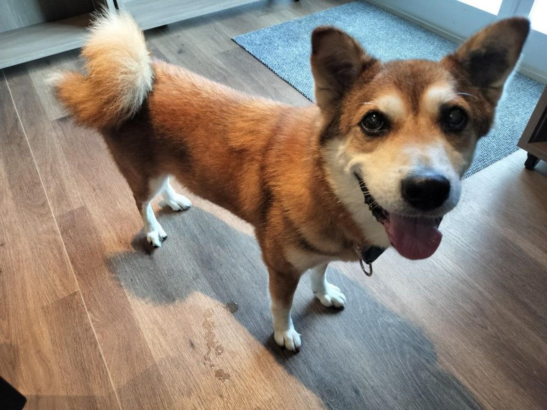 pet-image-2