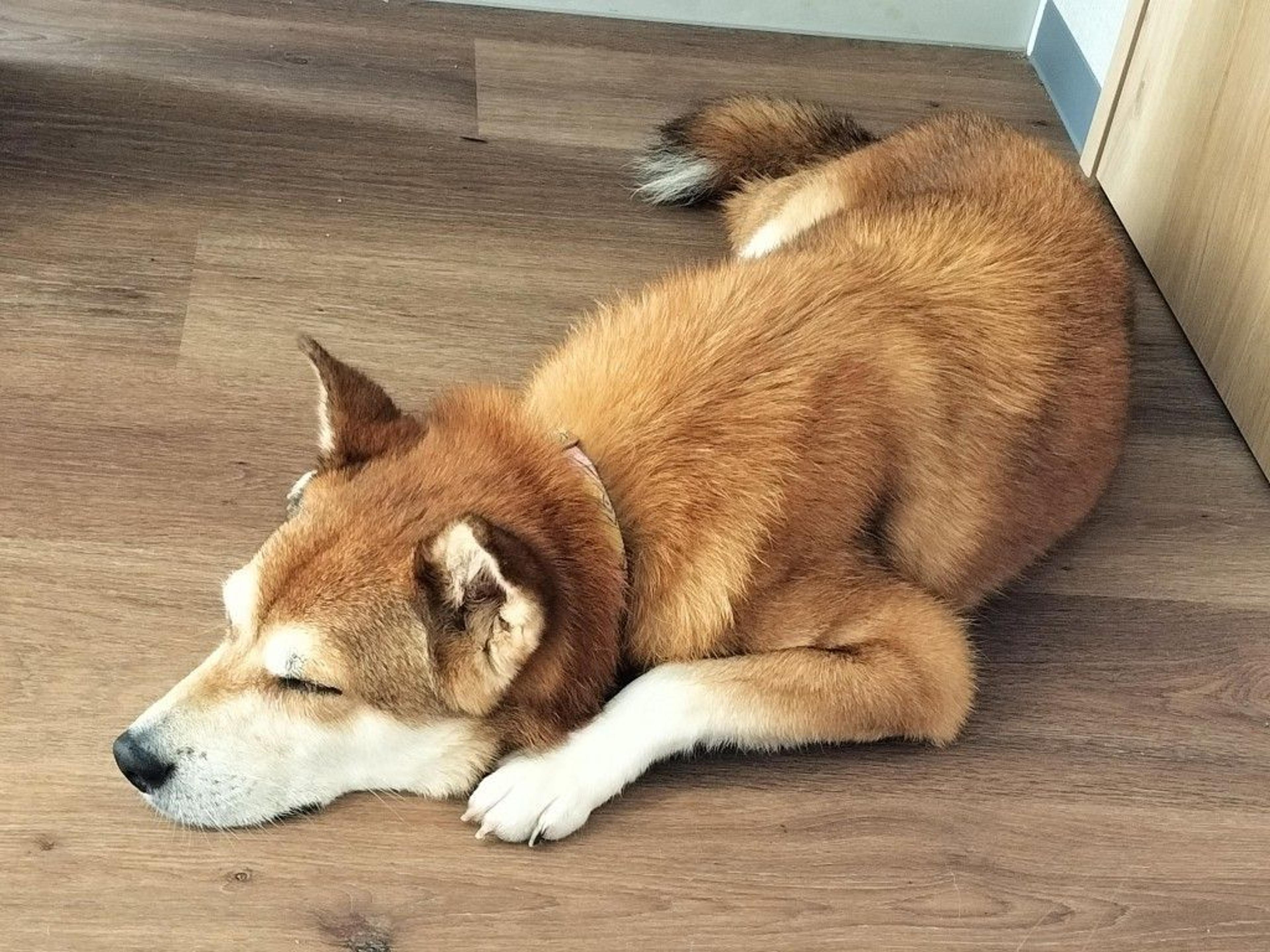 pet-image-3
