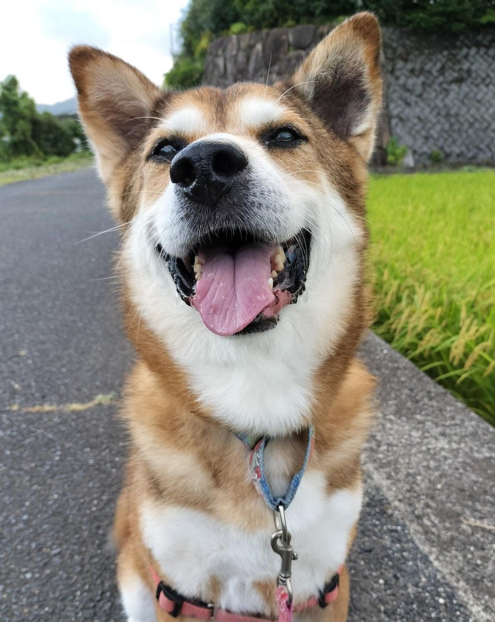 pet-image-5
