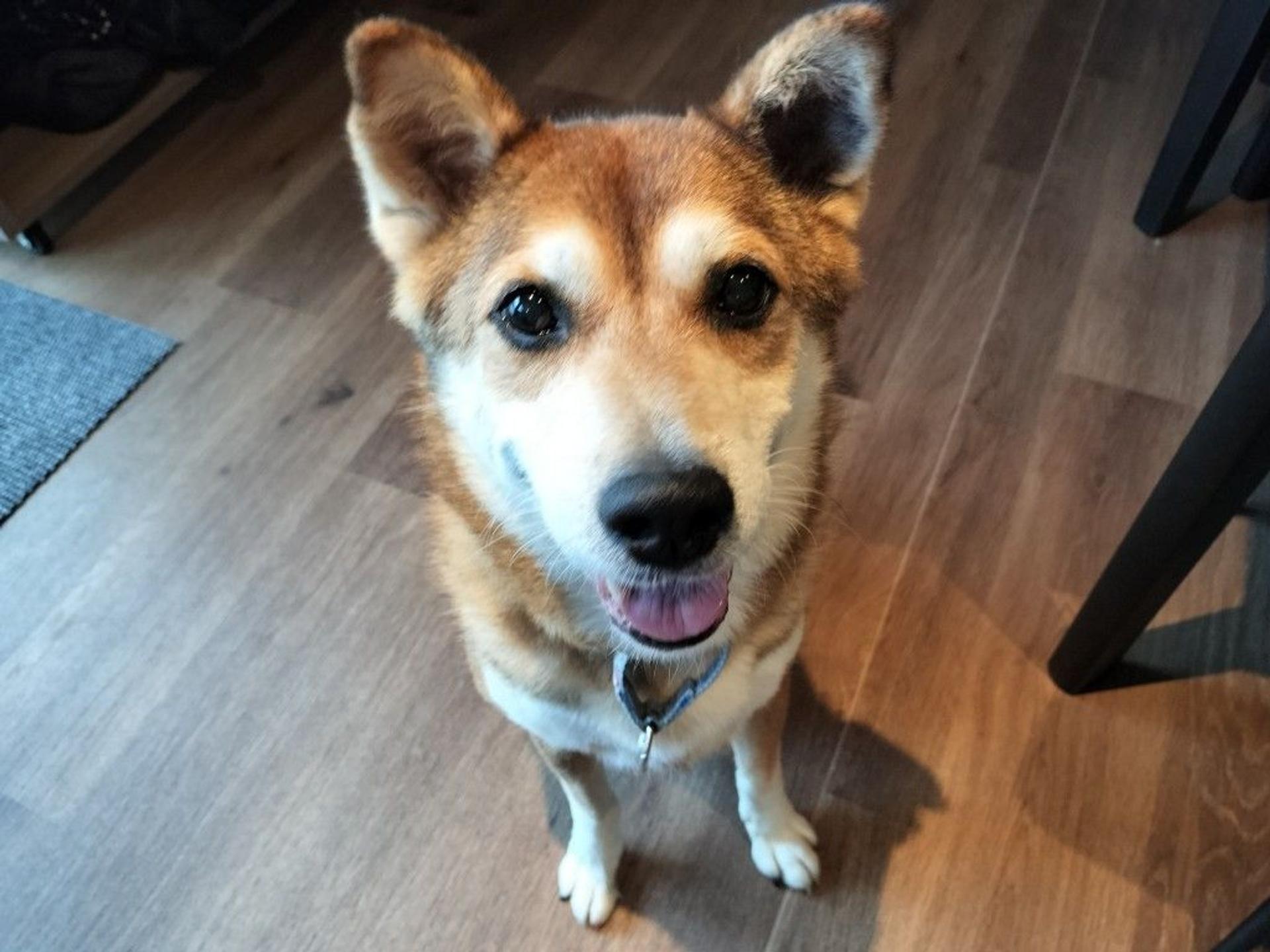 pet-image-7