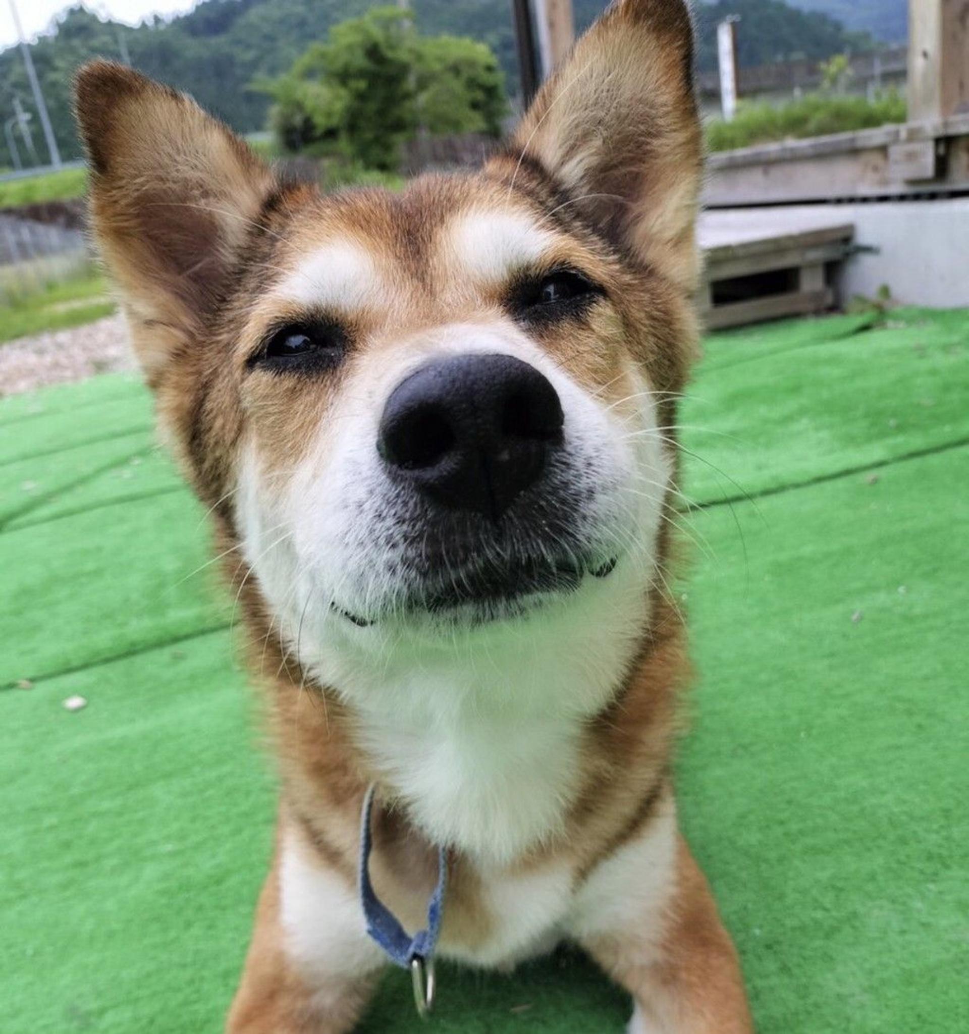 pet-image-8