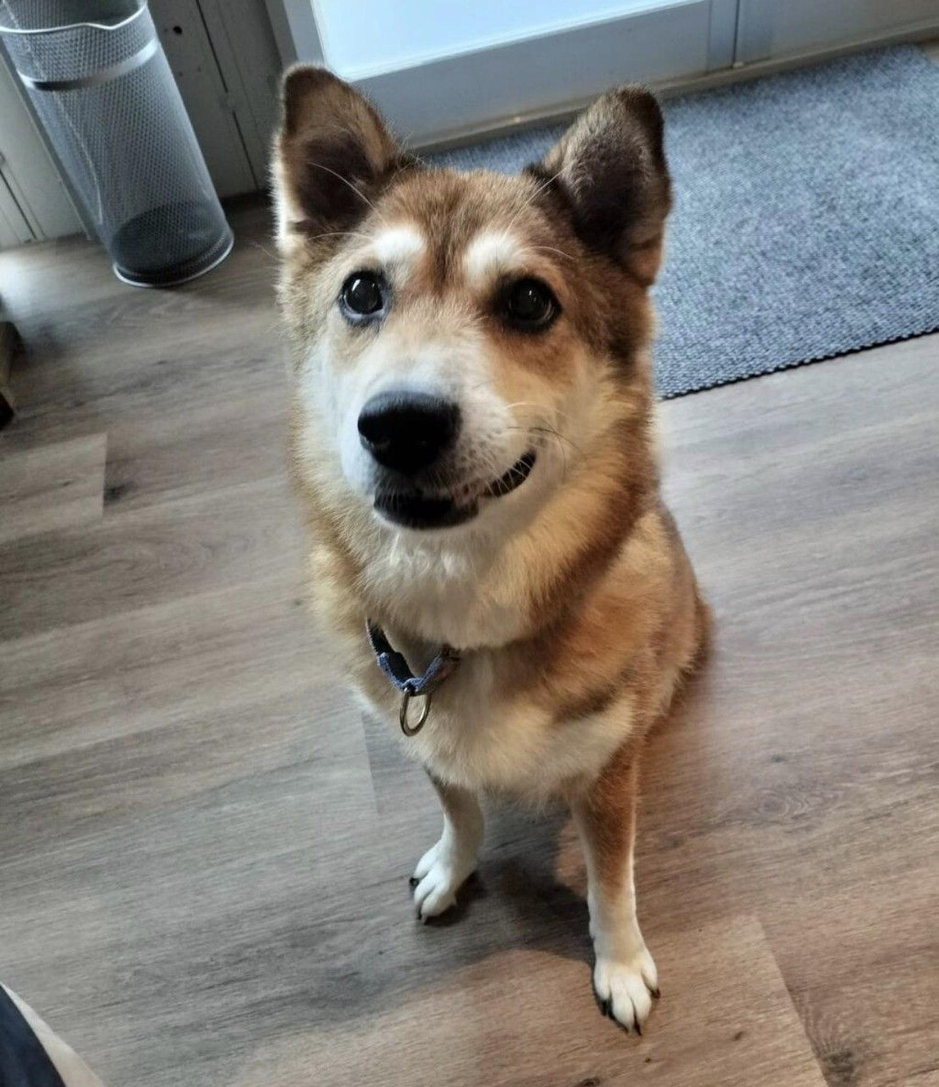 pet-image-9
