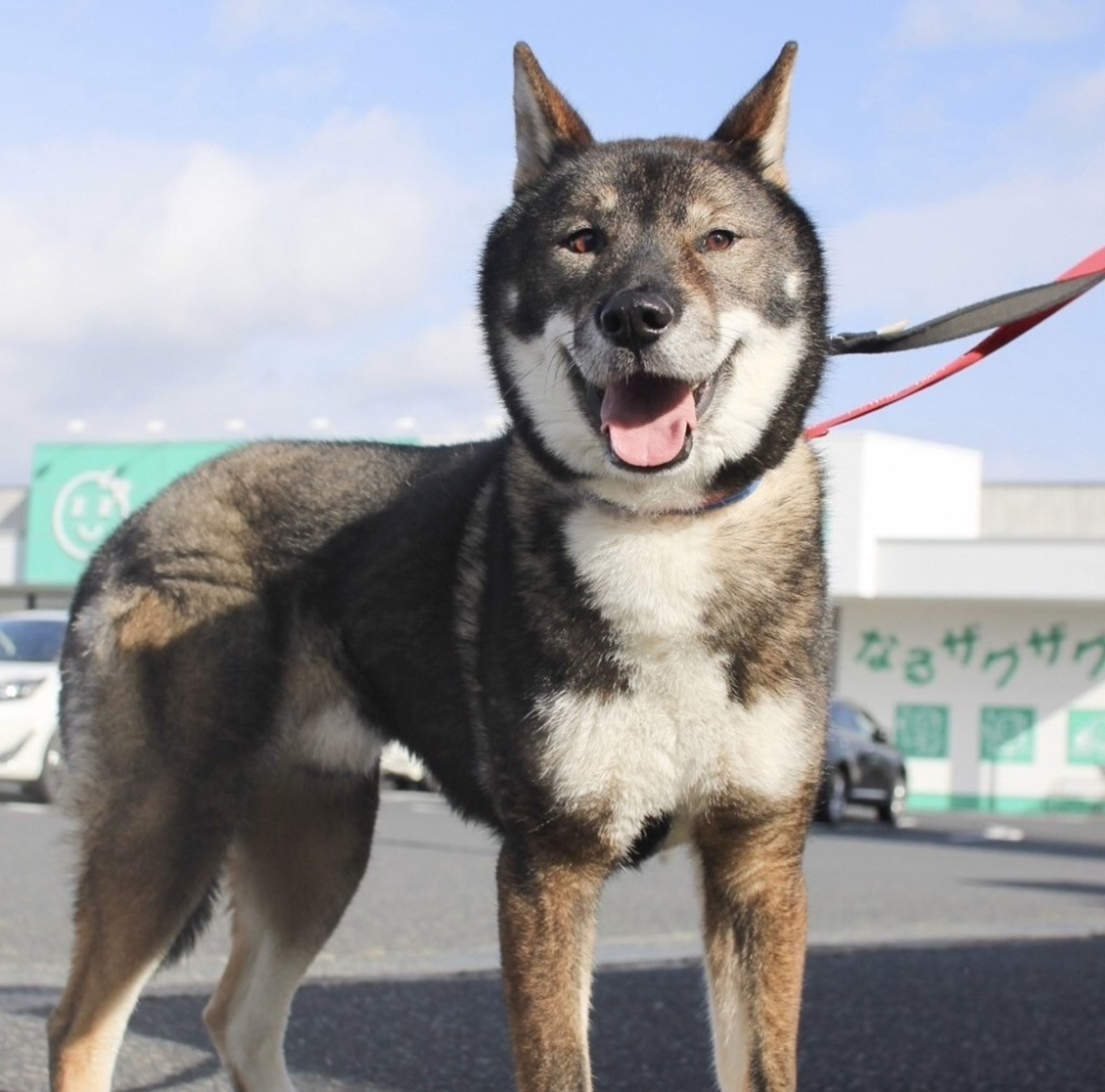 雑種（ミックス犬）・オスの里親募集の写真