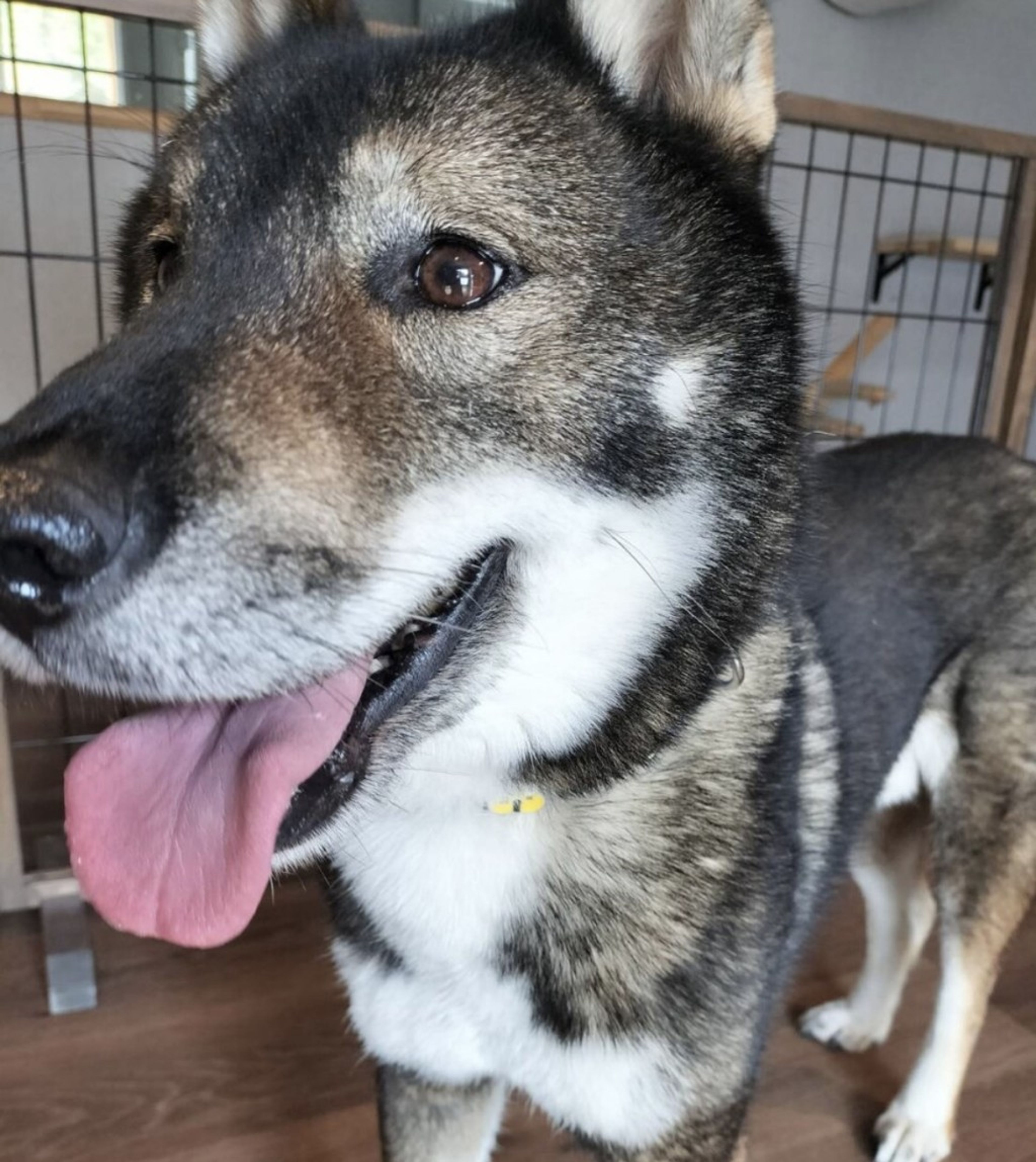 pet-image-4
