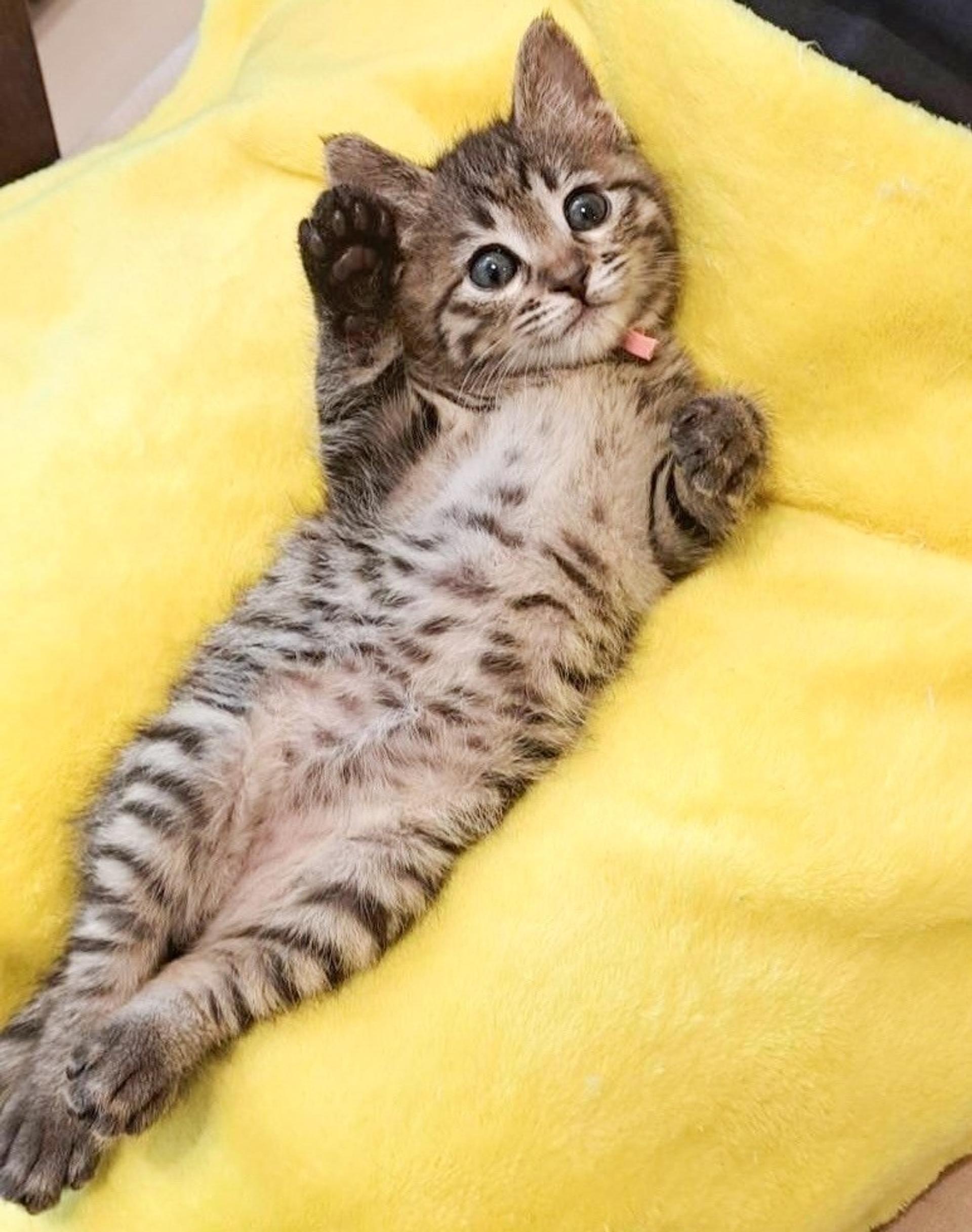 pet-image-3
