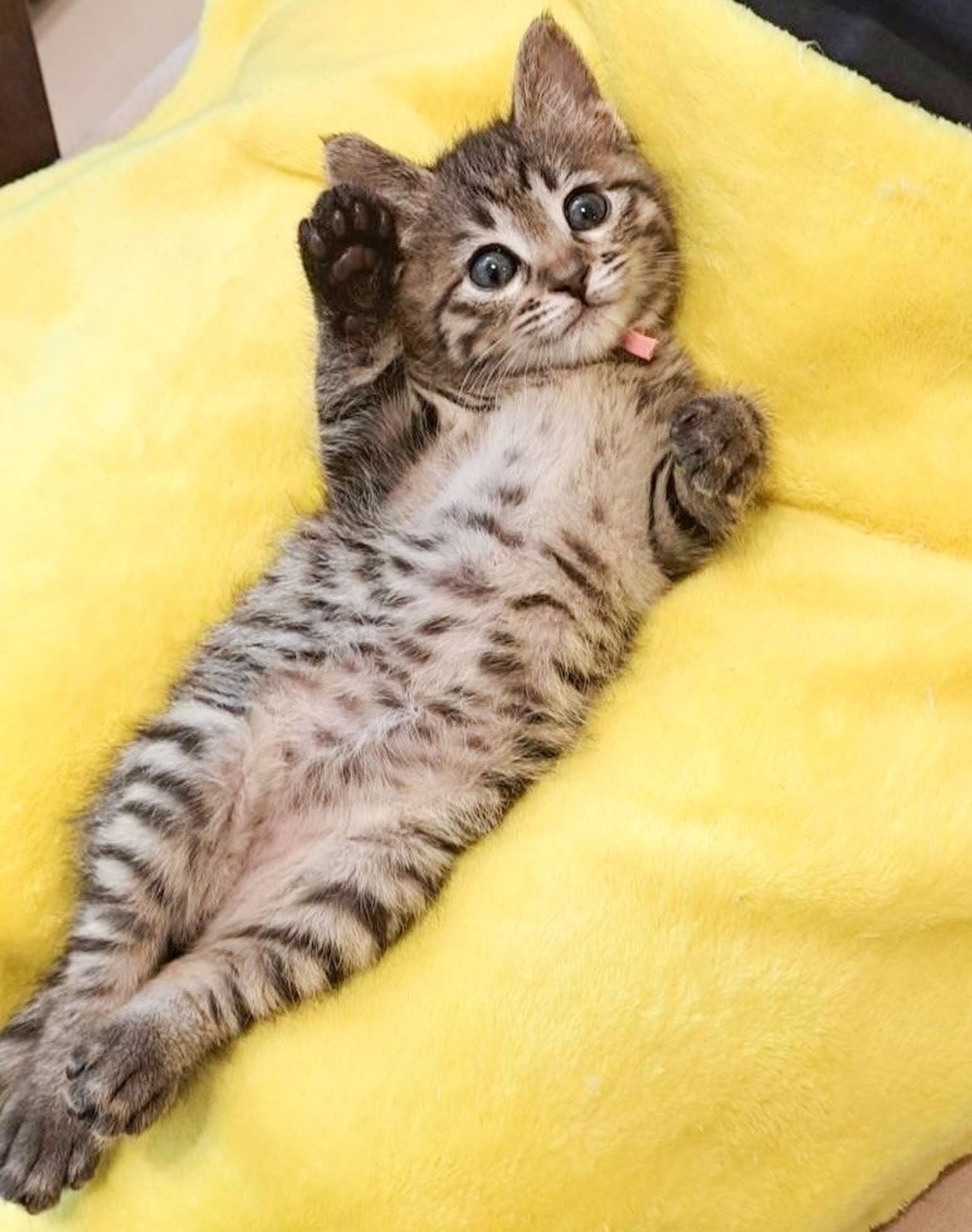 pet-image-3