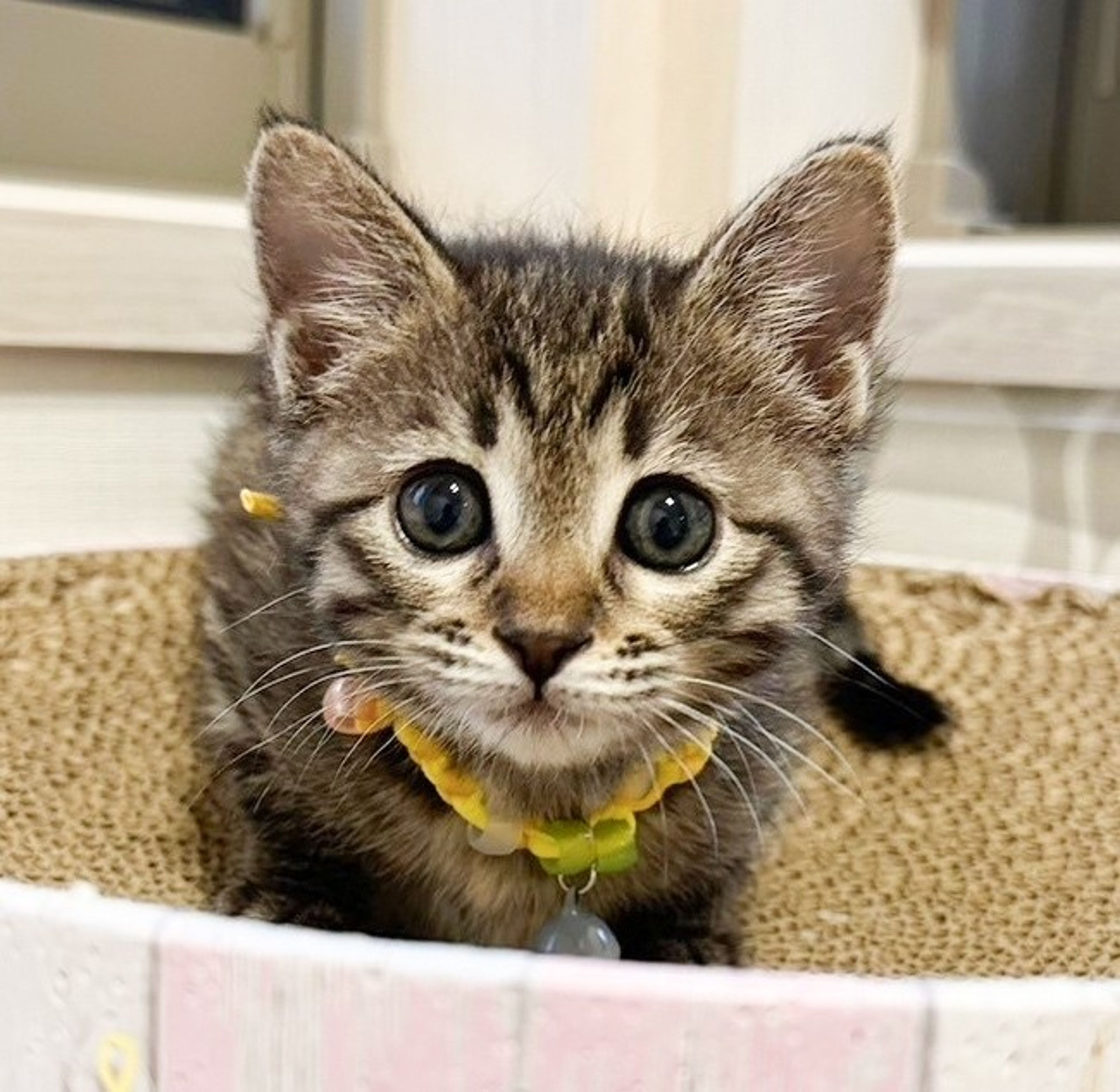 pet-image-5